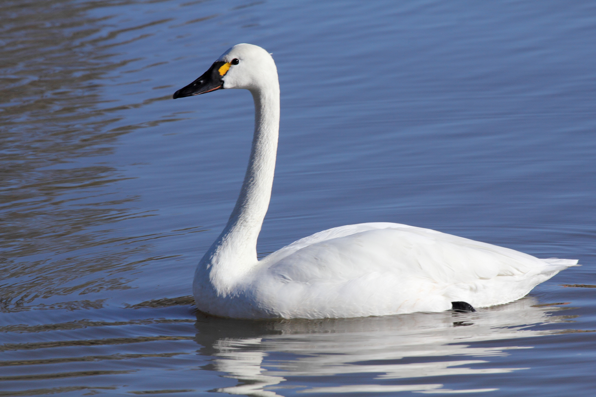Nature Canada – Birds and Climate: Swans Move North