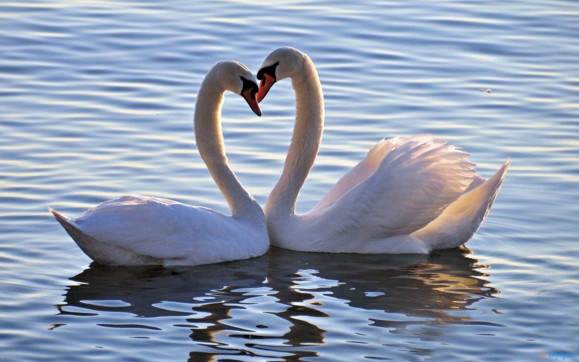 love-birds-wallpapers-swans-bird-hearts-wallpaper-animals-array ...