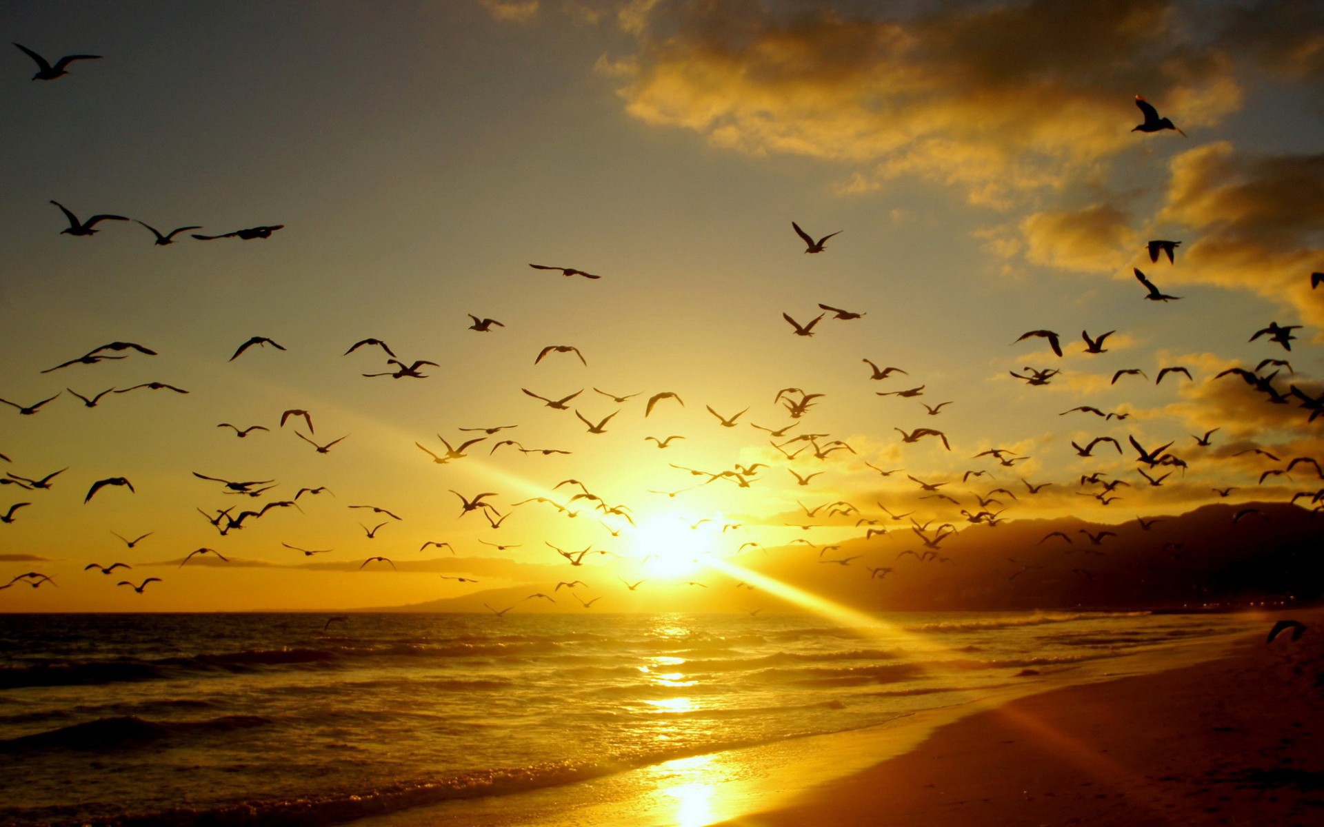 Birds at sunset photo