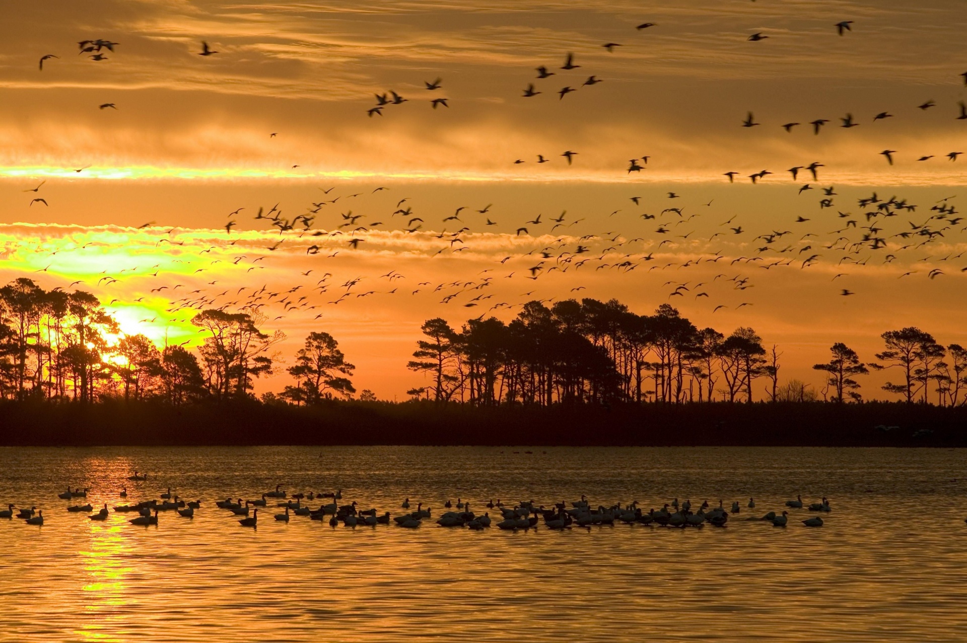 Birds In Flight At Sunset Free Stock Photo - Public Domain Pictures