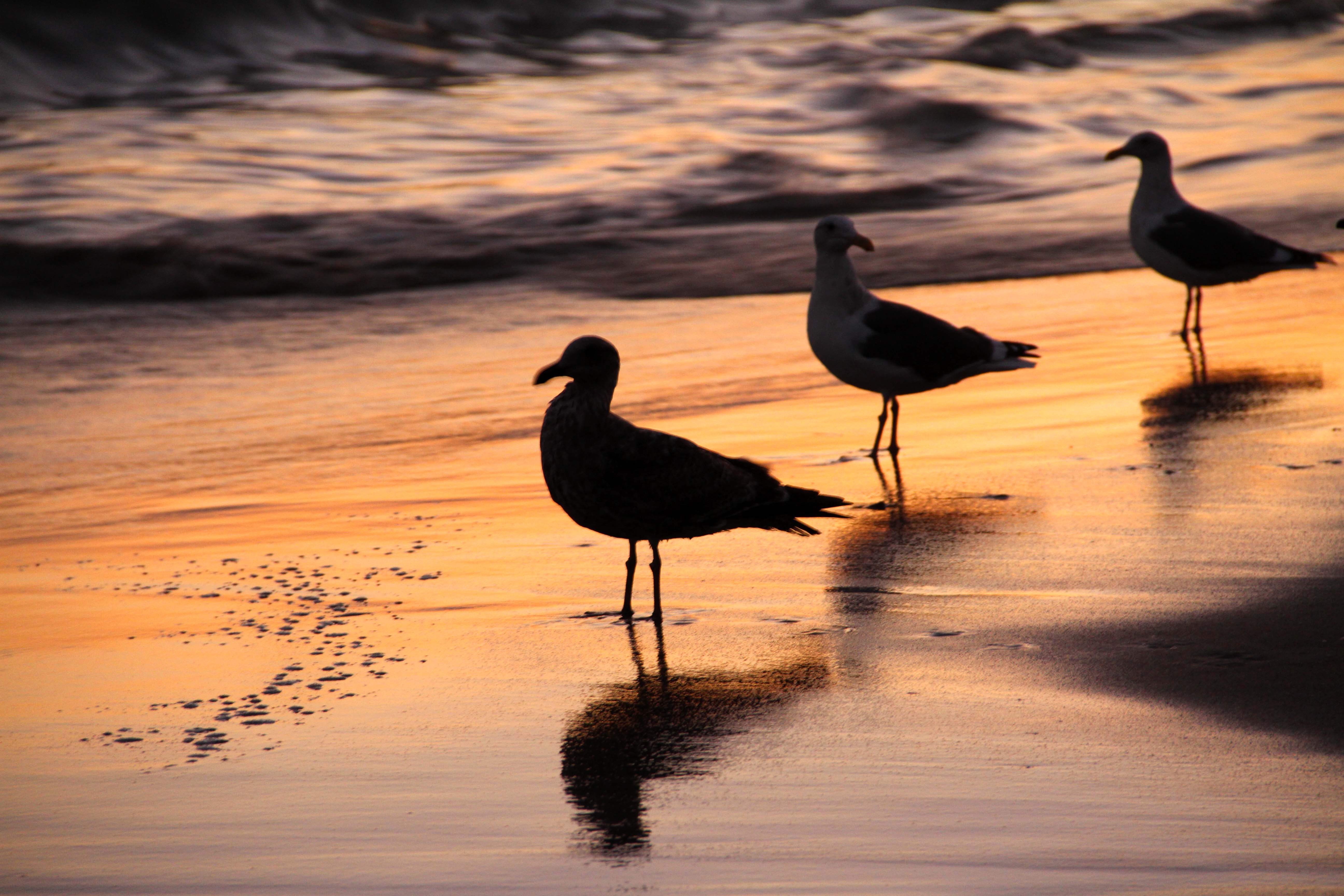 Birds at sunset on the North Pier | Capitola By The Sea