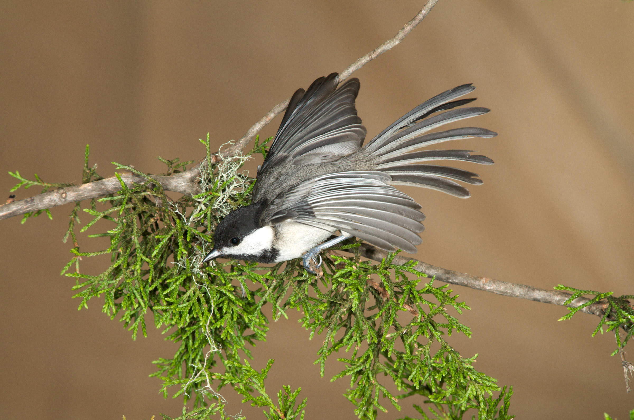 Carolina Chickadee | Audubon Field Guide
