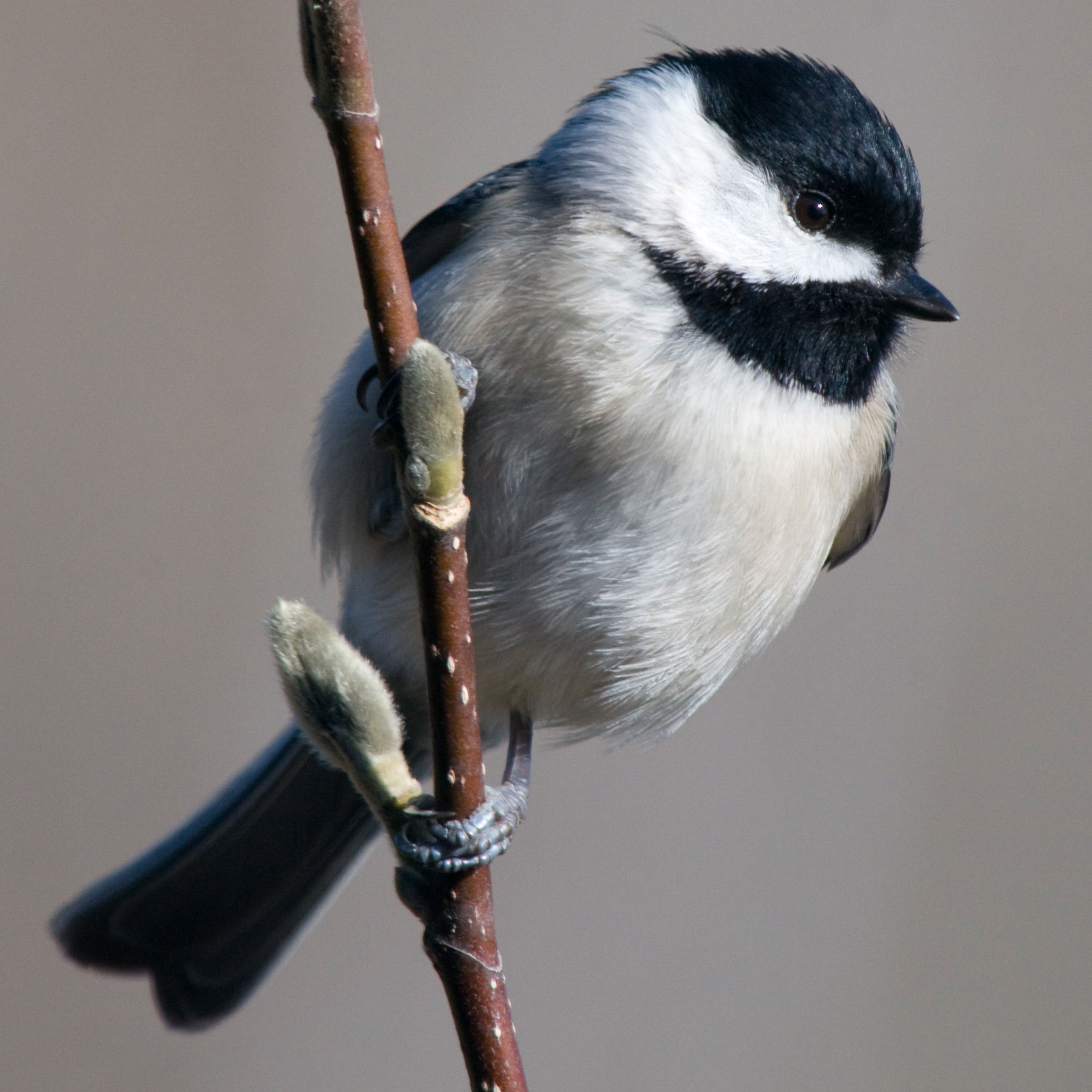 Birdist Rule #71: Figure Out What Kind Of Chickadees You've Got ...
