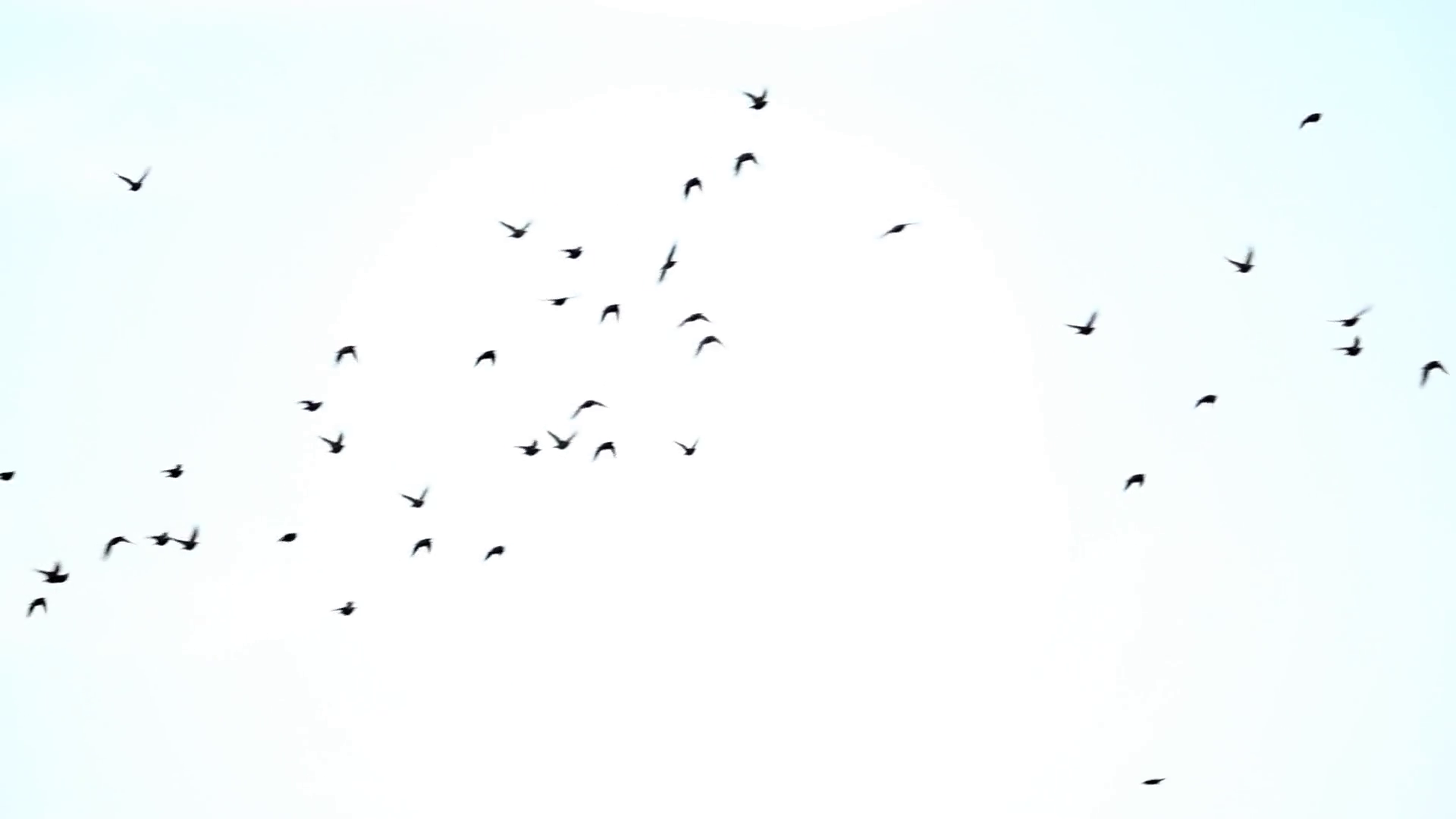 Birds flying in the sky in opposite directions. Stock Video Footage ...