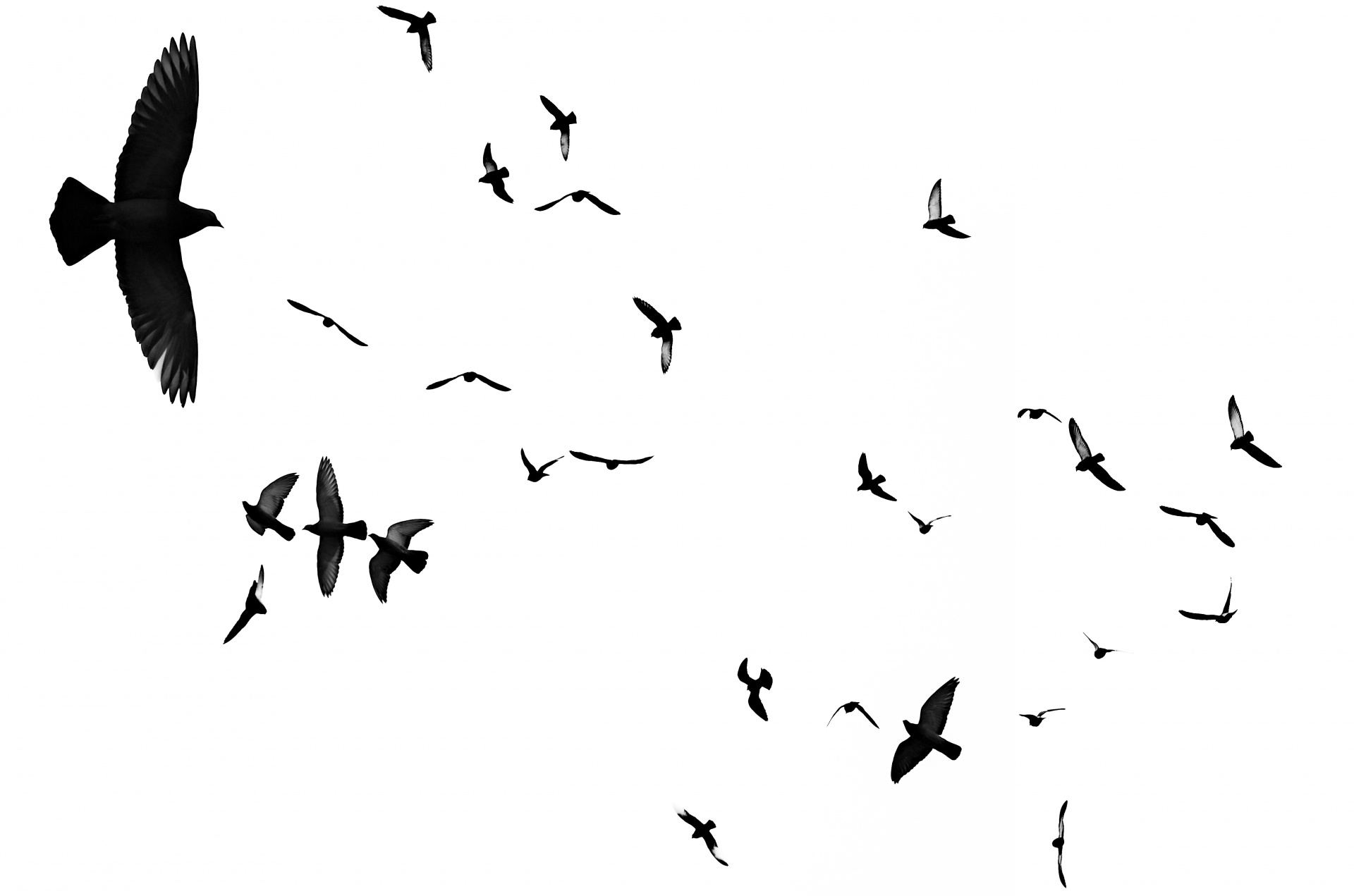 Birds Flying On White Free Stock Photo - Public Domain Pictures