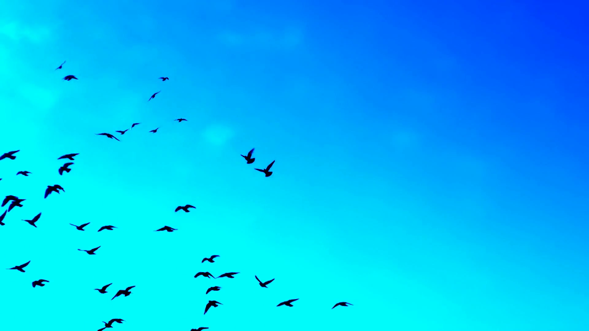 Birds Flying Miracle Background Stock Video Footage - Videoblocks