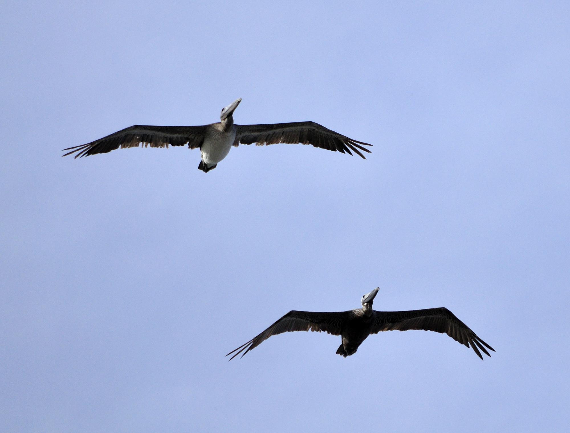 Brown Pelican (Pelecanus occidentalis) Pair of birds flying over the ...