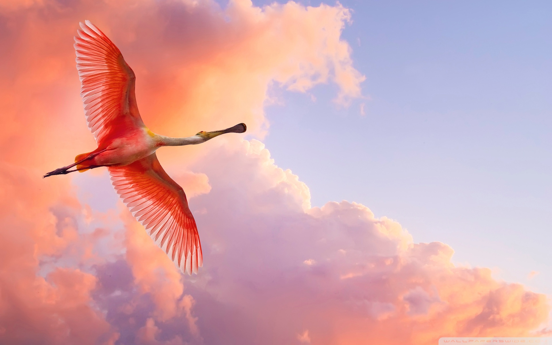 Beautiful Birds Flying ❤ 4K HD Desktop Wallpaper for 4K Ultra HD TV ...