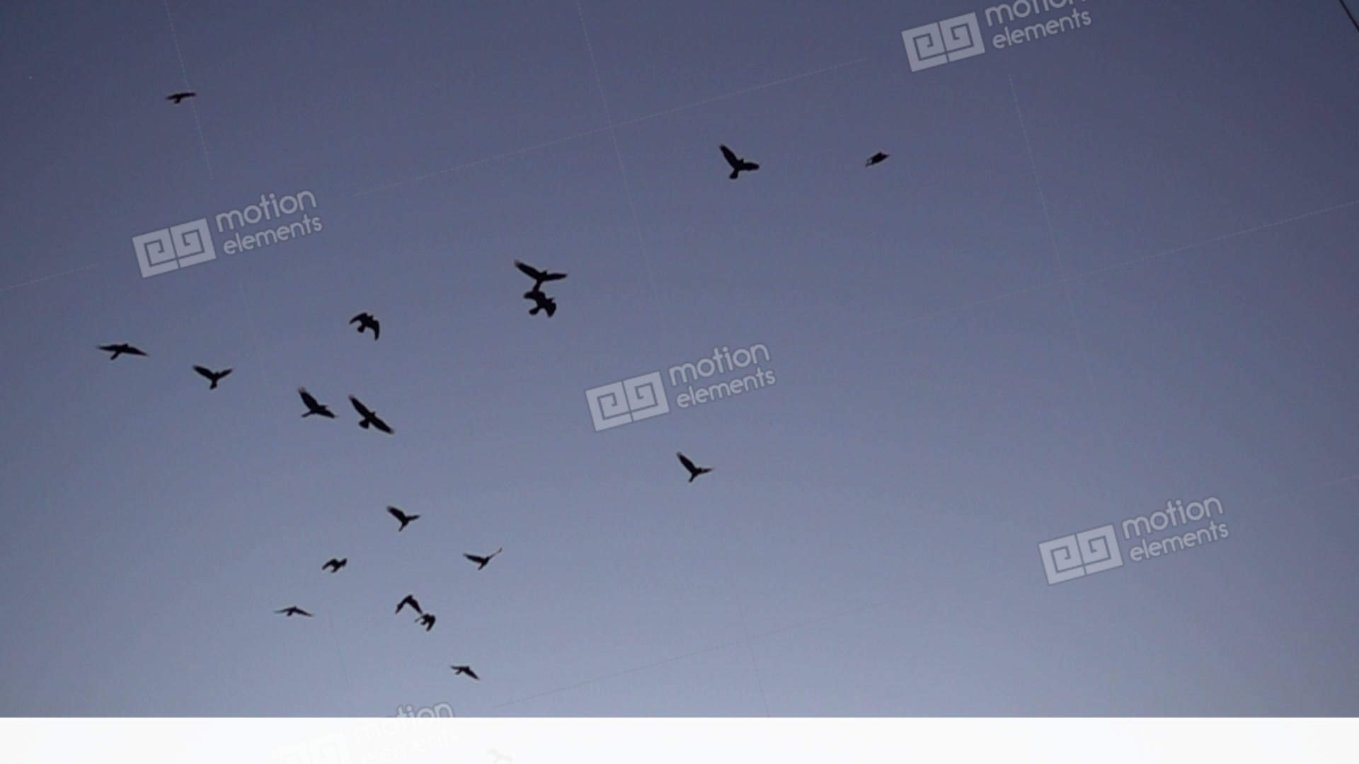 Flock Of Birds Flying Slow Motion Stock video footage | 11515809