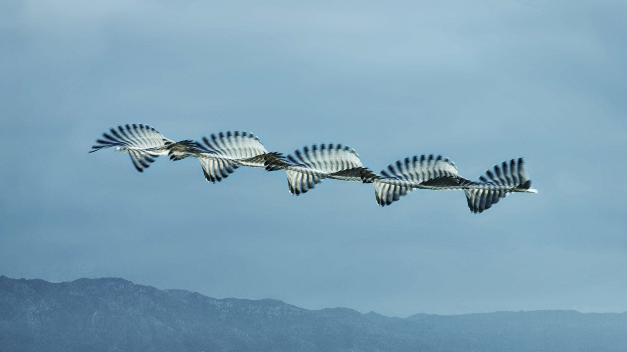 Mesmerizing Photos Capture the Flight Patterns of Birds | WIRED