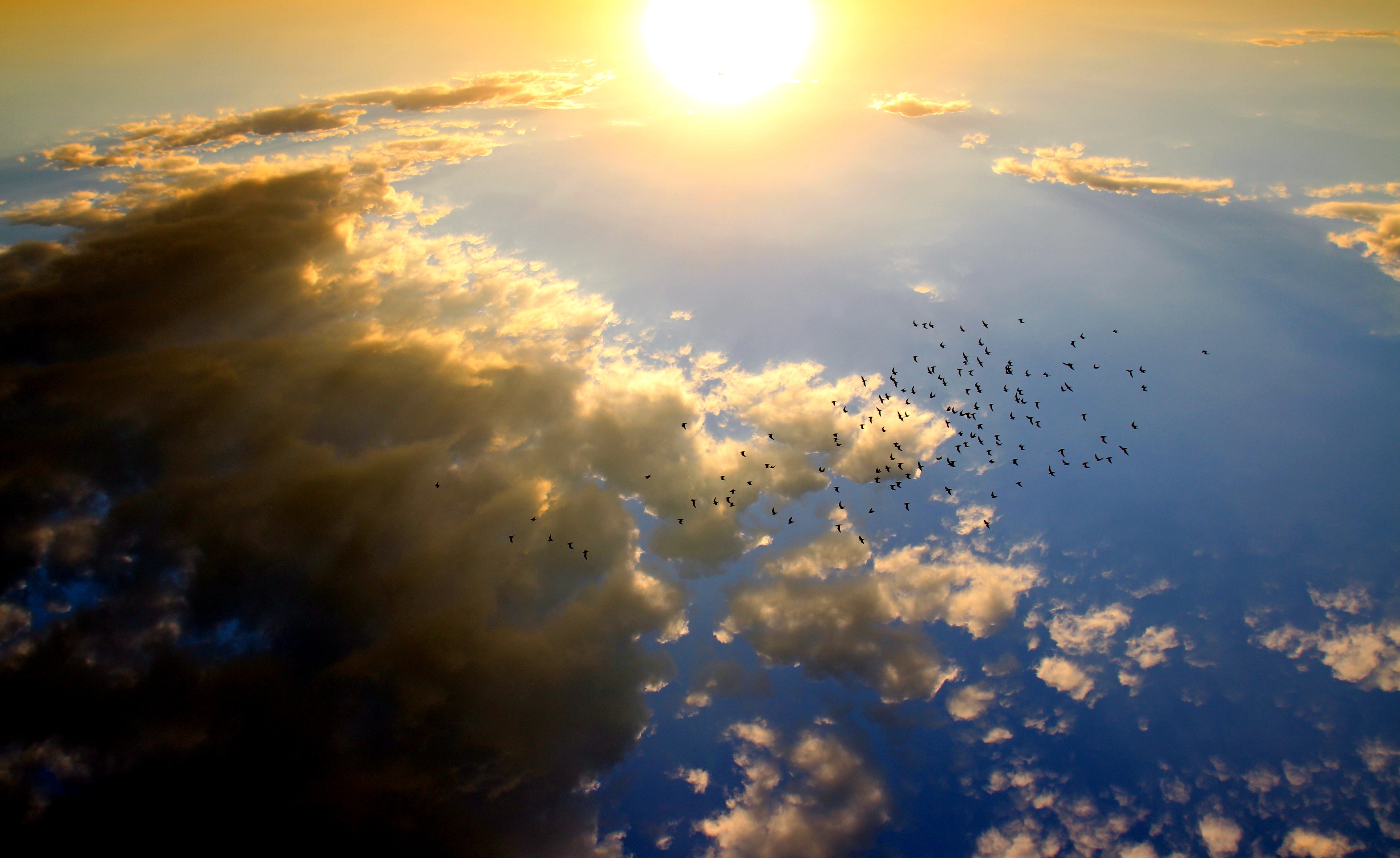 Birds flying in the sky during daytime photo