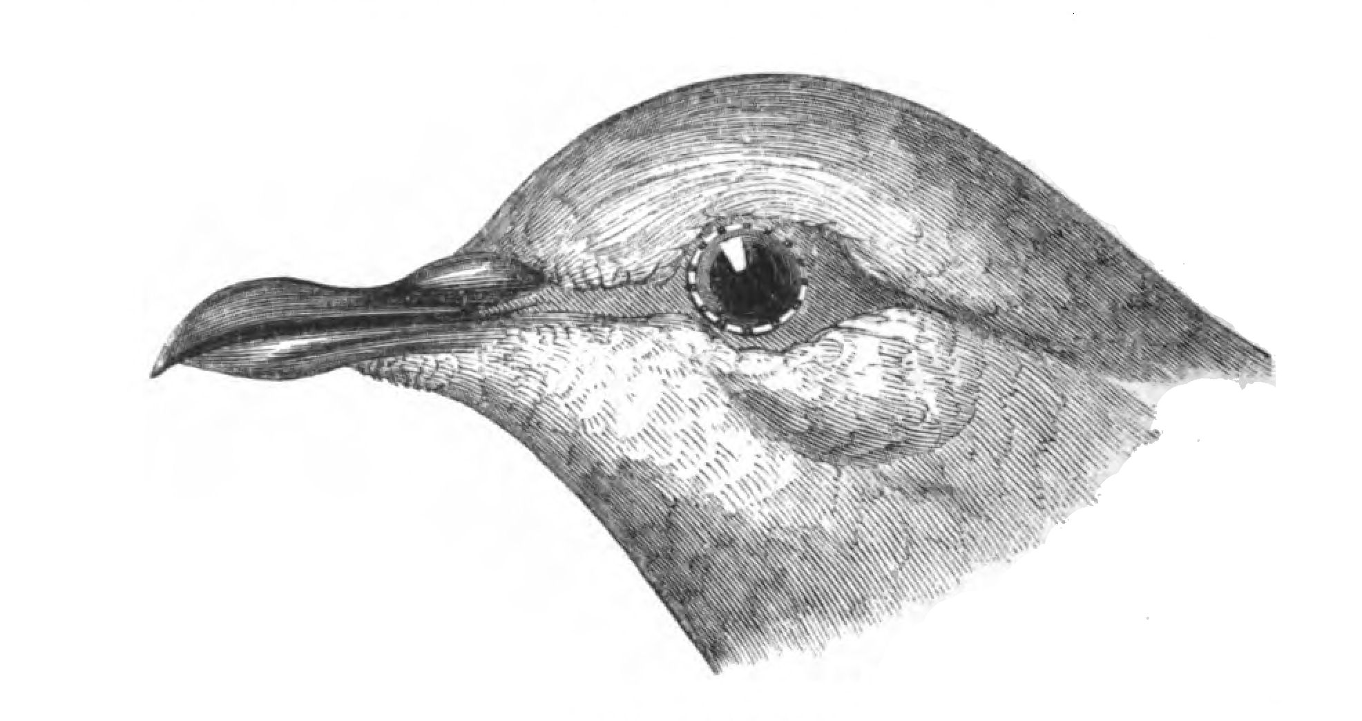 File:Natural History, Birds - Pigeon head.jpg - Wikimedia Commons