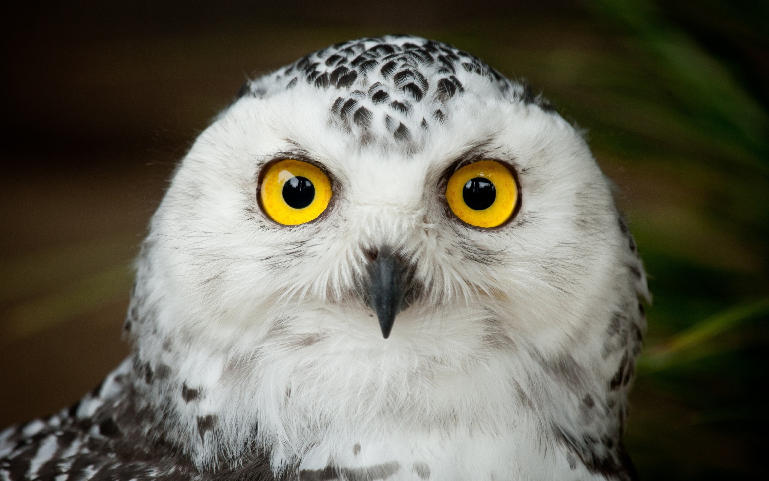 Owl bird head eyes g wallpaper | 2560x1600 | 166597 | WallpaperUP