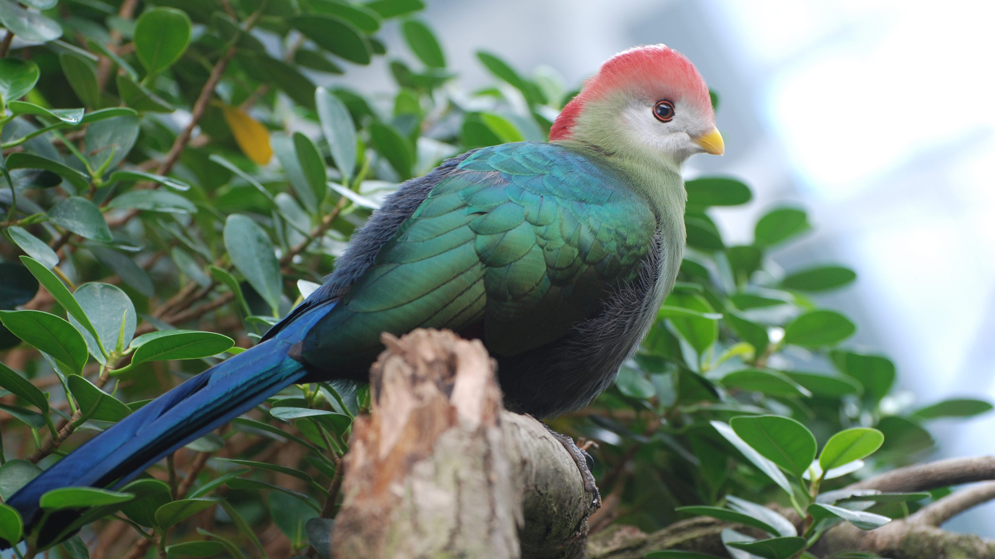 Tropical Bird Gallery | Zoological Society of London (ZSL)