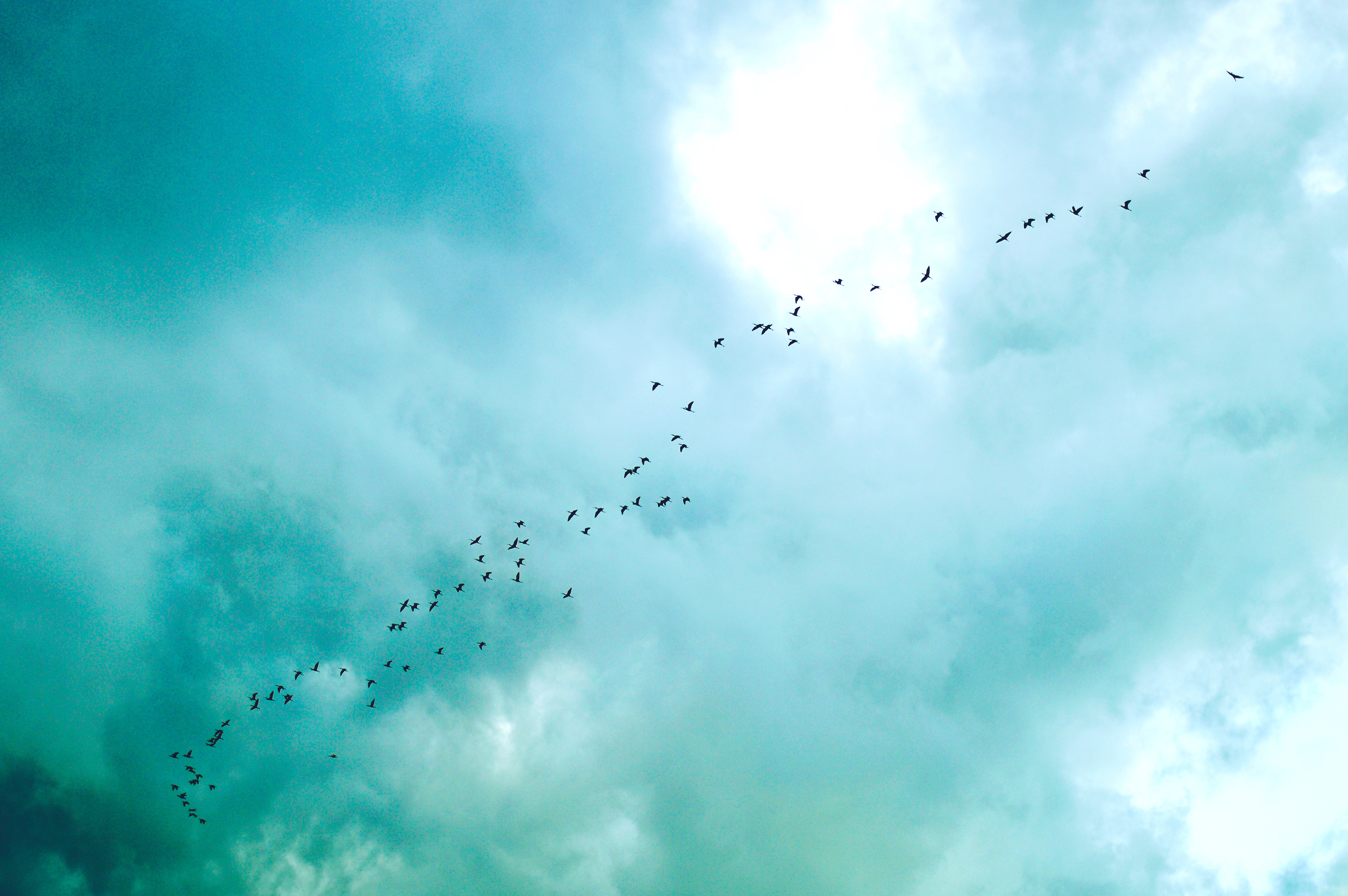 Birds in the sky photo