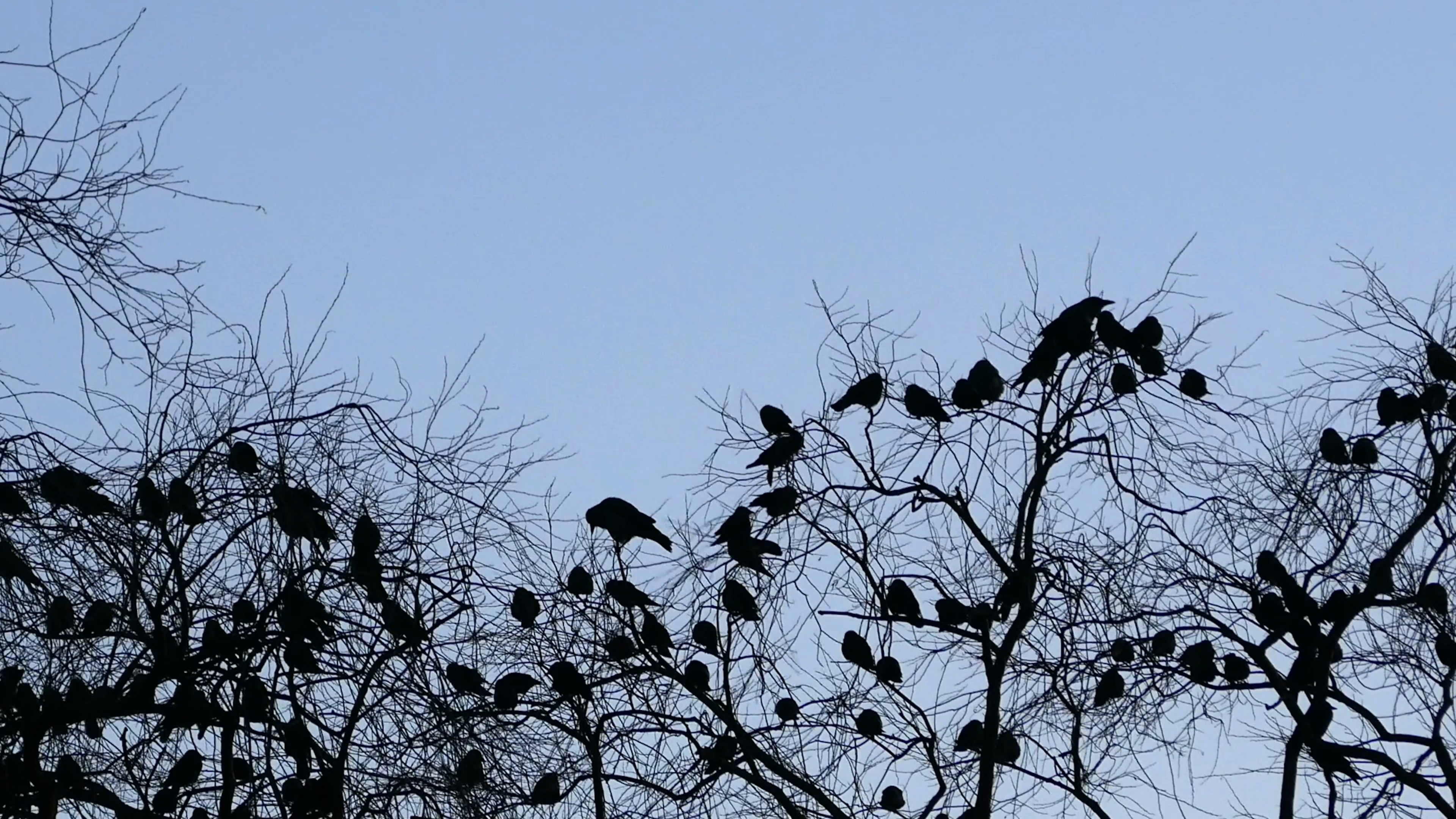 Birds flying away from the tree Stock Video Footage - Videoblocks