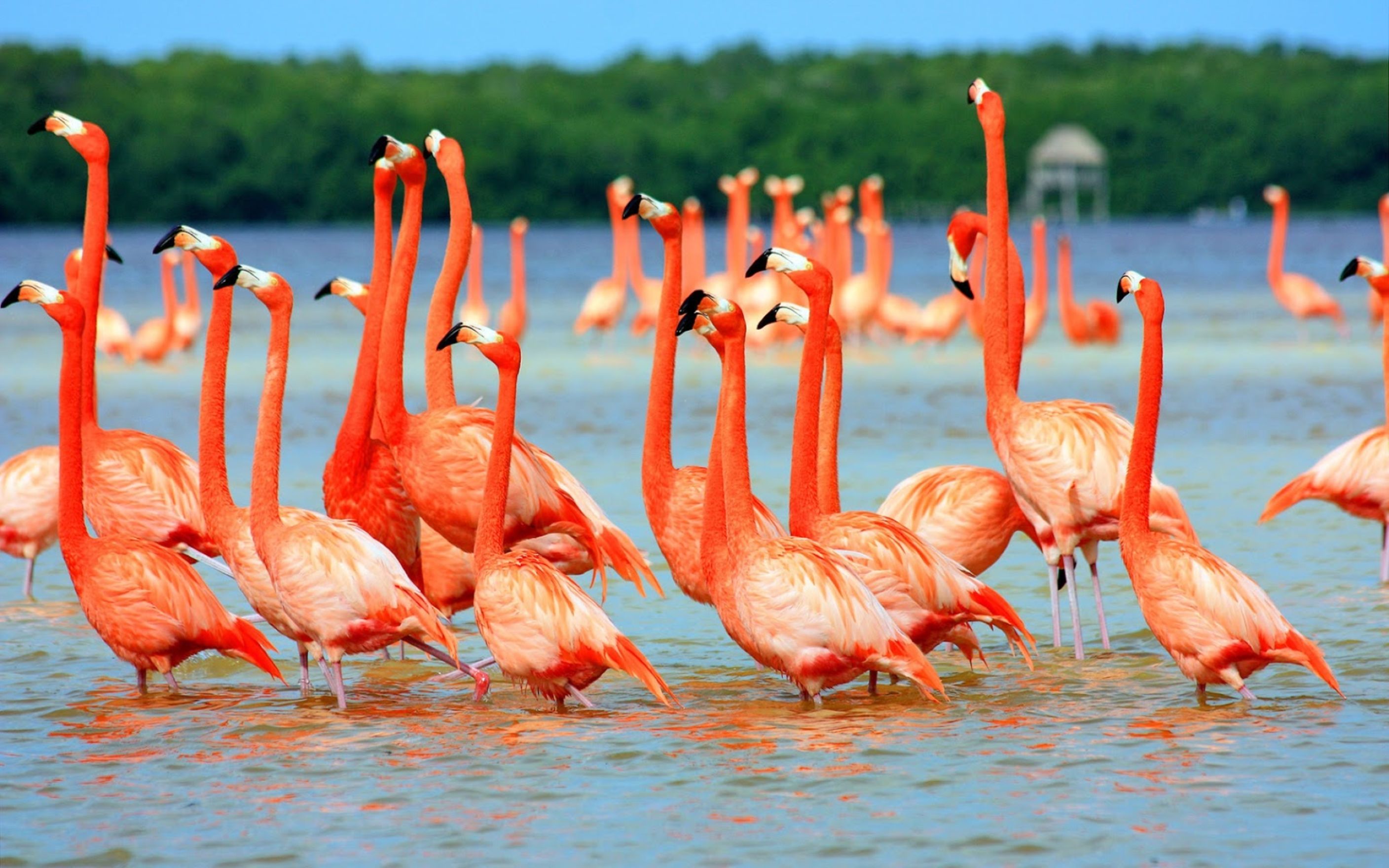 Flamingo Birds In Water Wallpaper: Desktop HD Wallpaper - Download ...