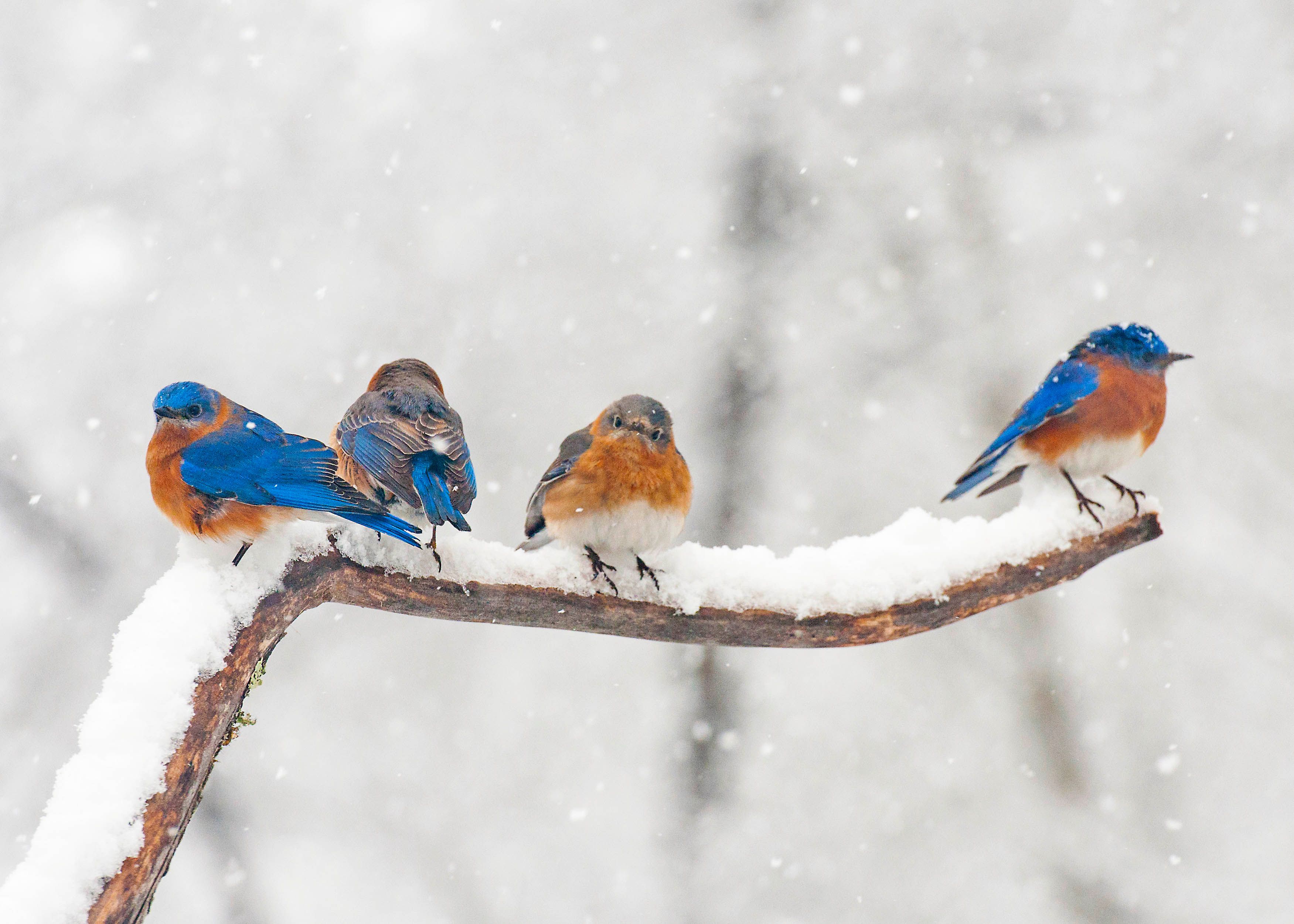 Tips on How to Attract Birds in the Winter