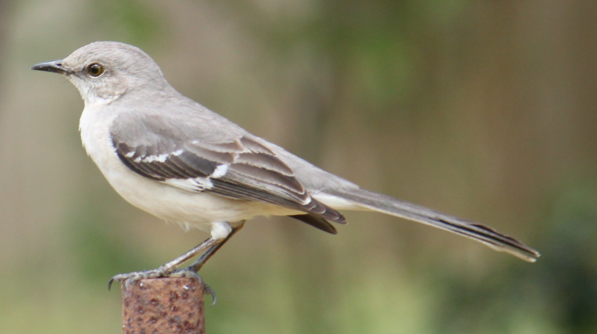 Mockingbird Northern - Bird Breeds Central