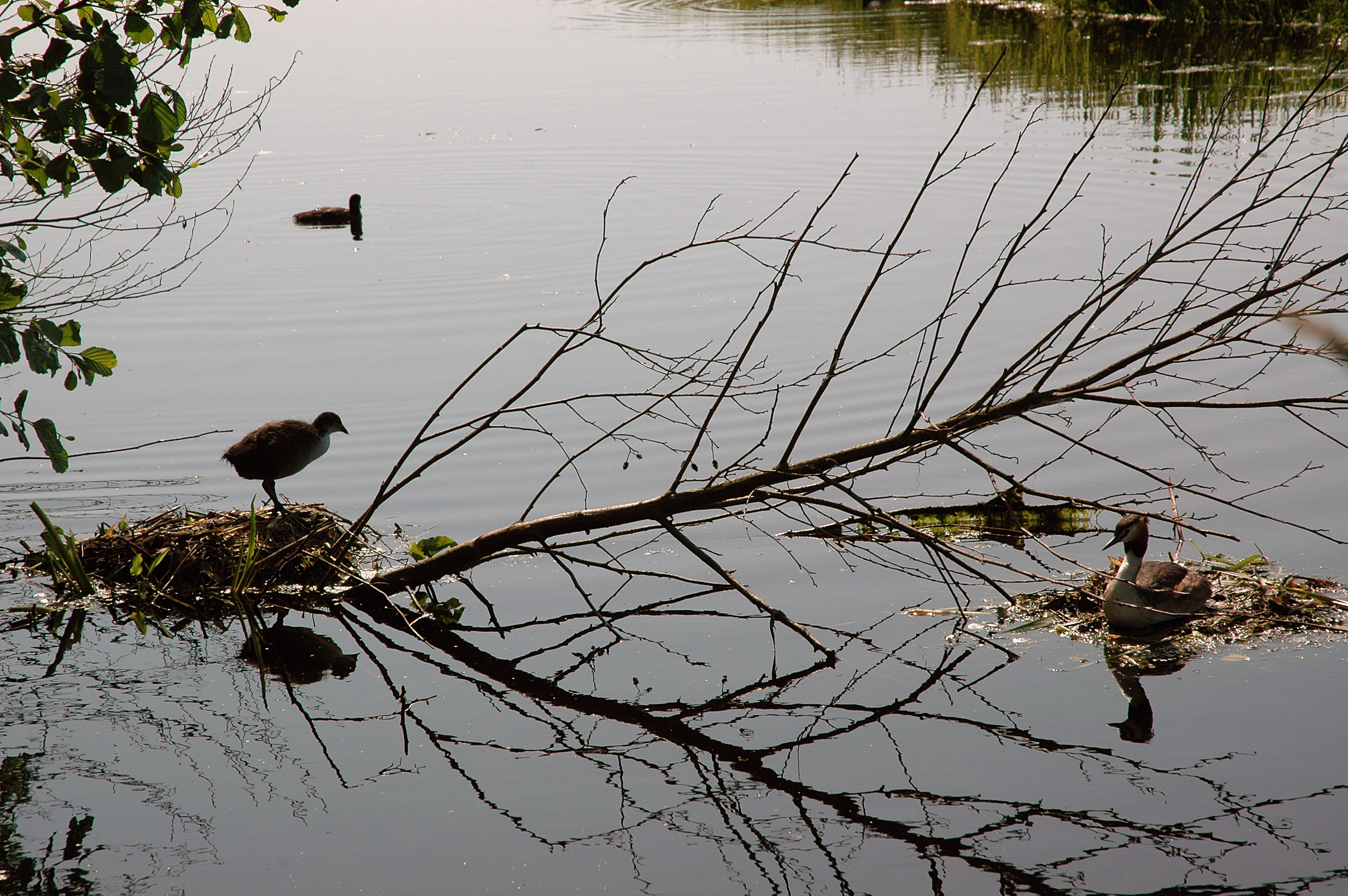 Birds nest in the water photo