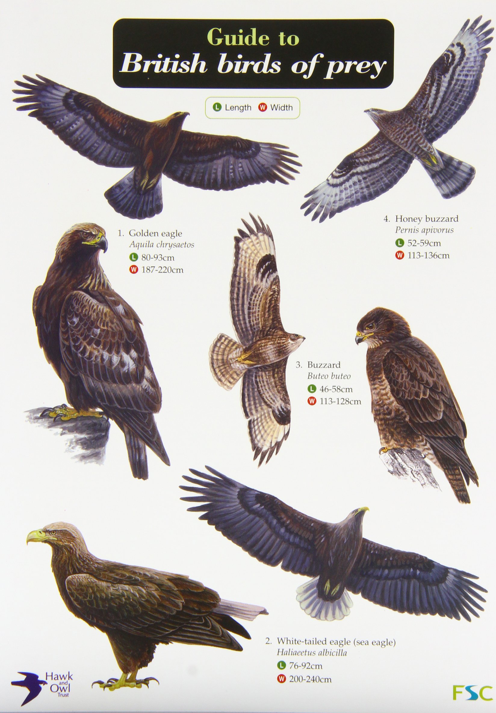 Guide to British Birds of Prey: Simon Norman, Hawk and Owl Trust ...