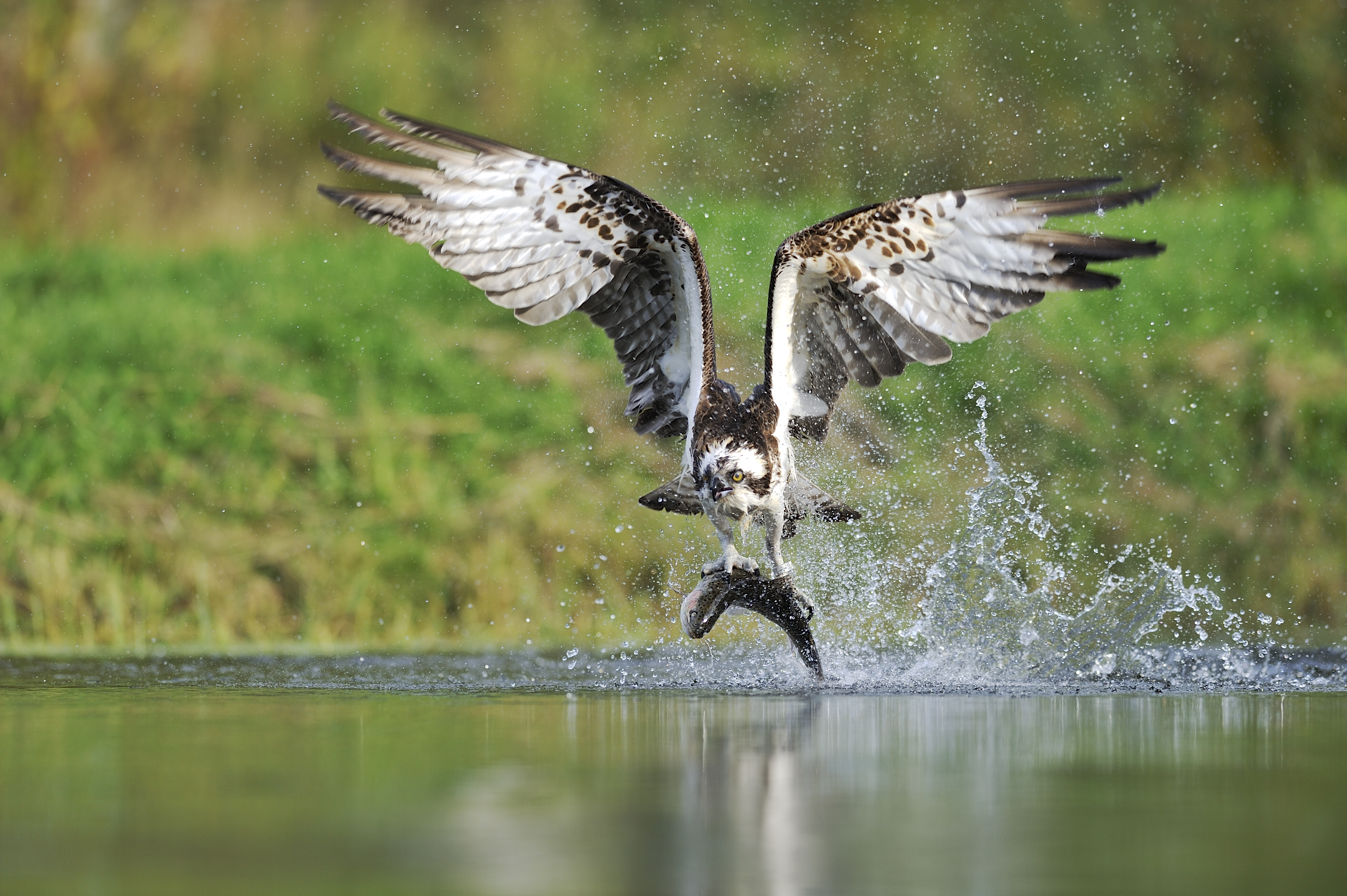 Birds of prey | Finnature - Bird Photography, Birdwatching Tours ...
