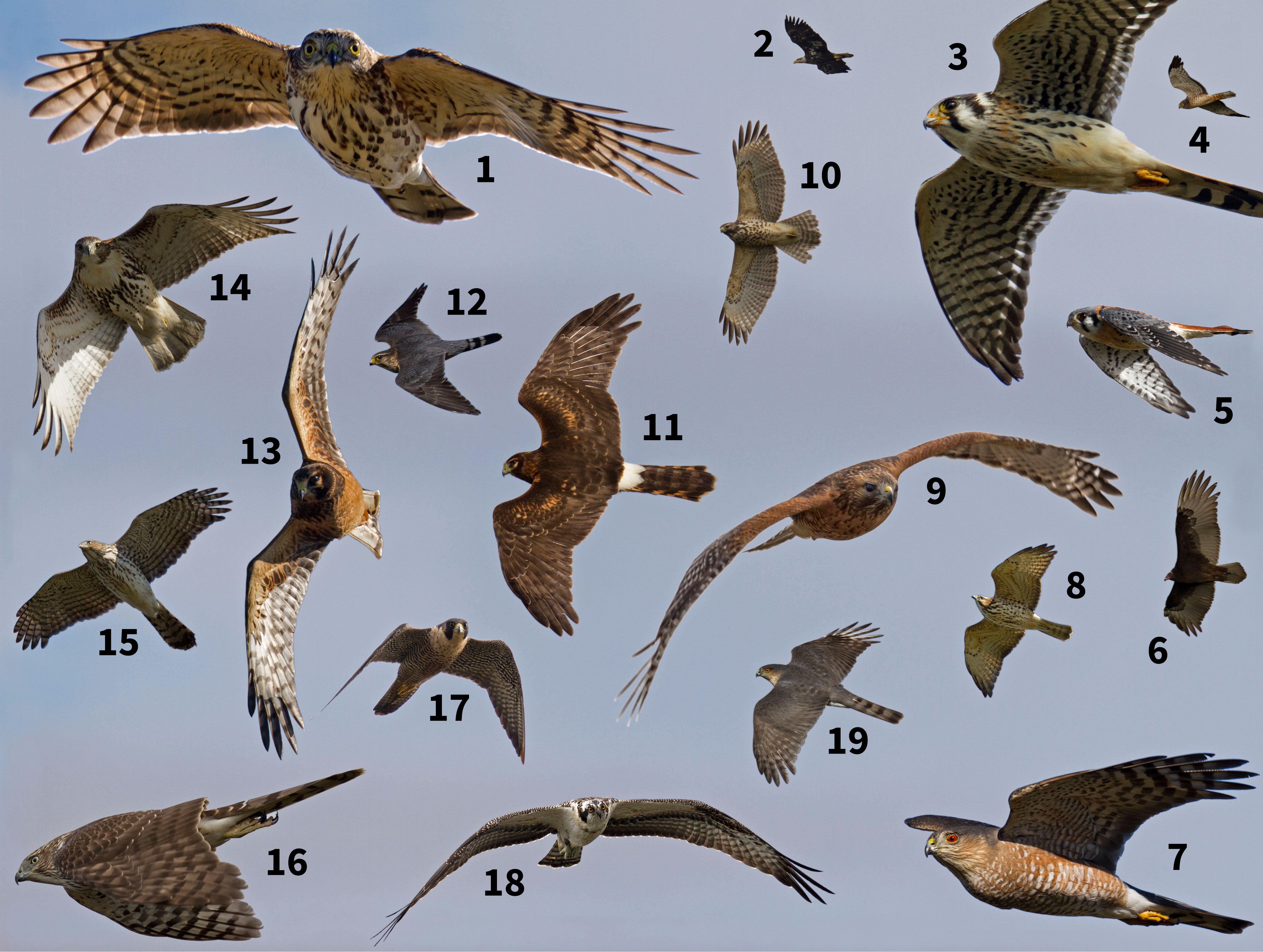 Identify Raptors in Flight | Audubon