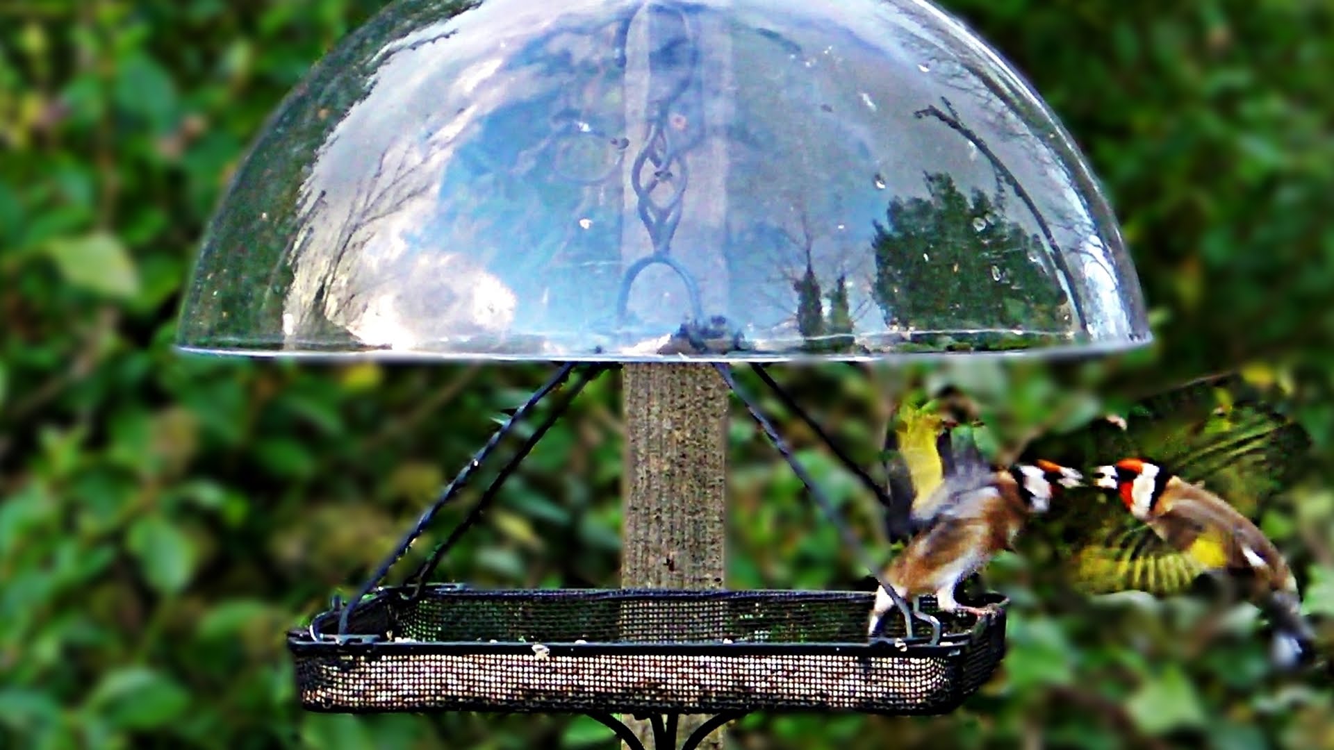 Goldfinch Squabble at The Dome Bird Feeder - YouTube