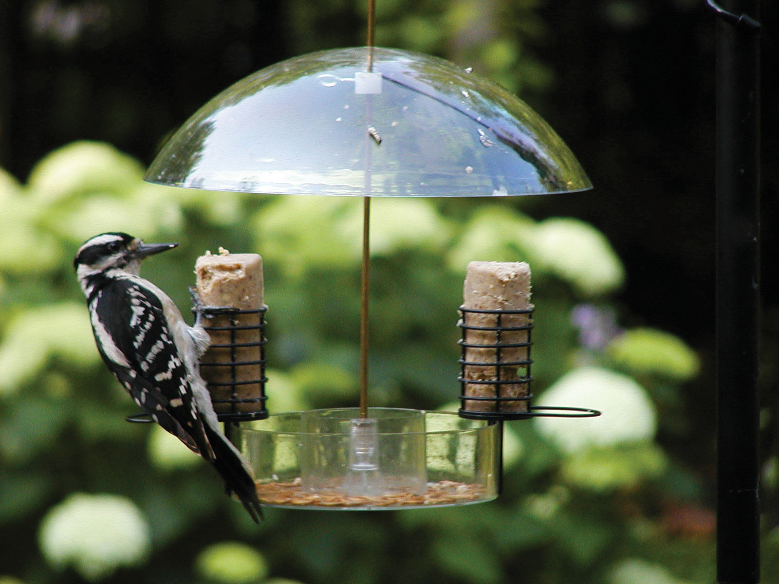 Birds Choice Supper Dome Seed, Suet, and Mealworm Bird Feeder