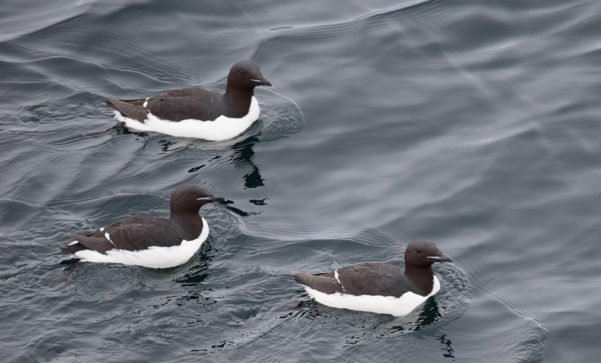 Thick-billed Murre (Uria lomvia) Three adult birds on the Arctic ...