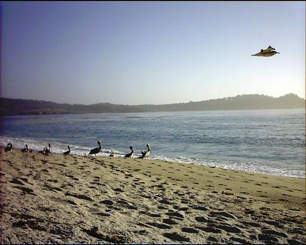 Birds on the beach photo