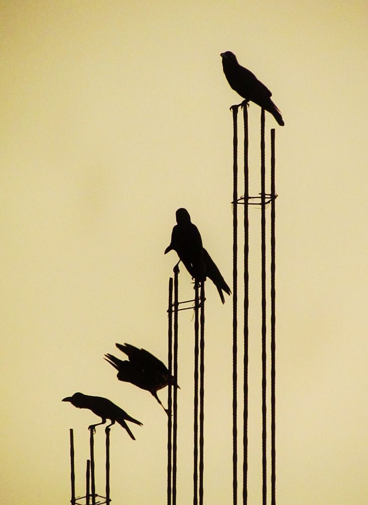 Birds on the metal photo