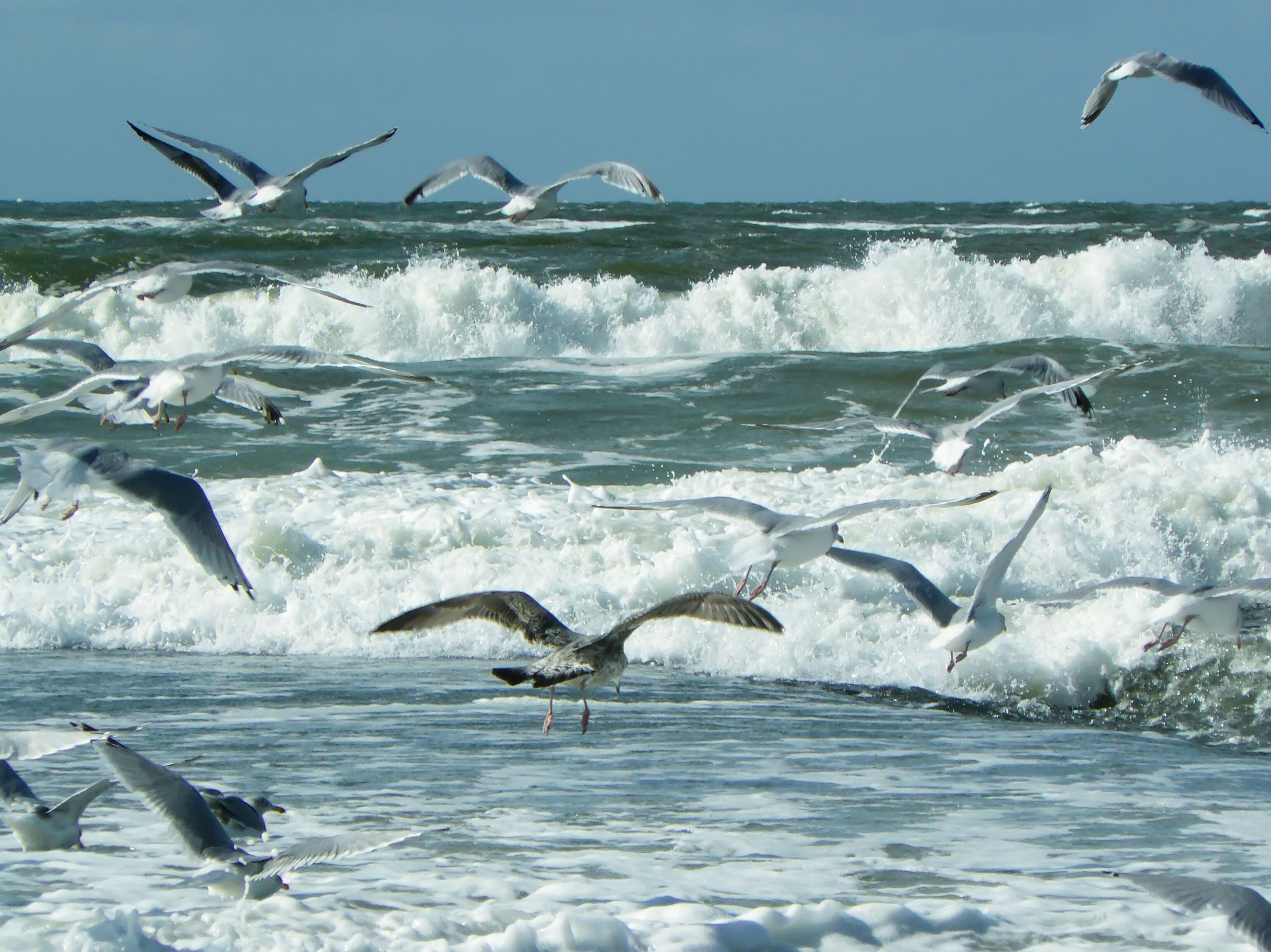 Birds on the shore photo