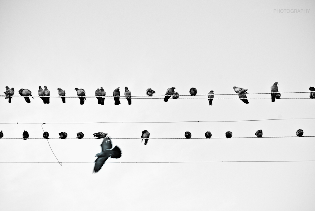 Birds on the wire photo
