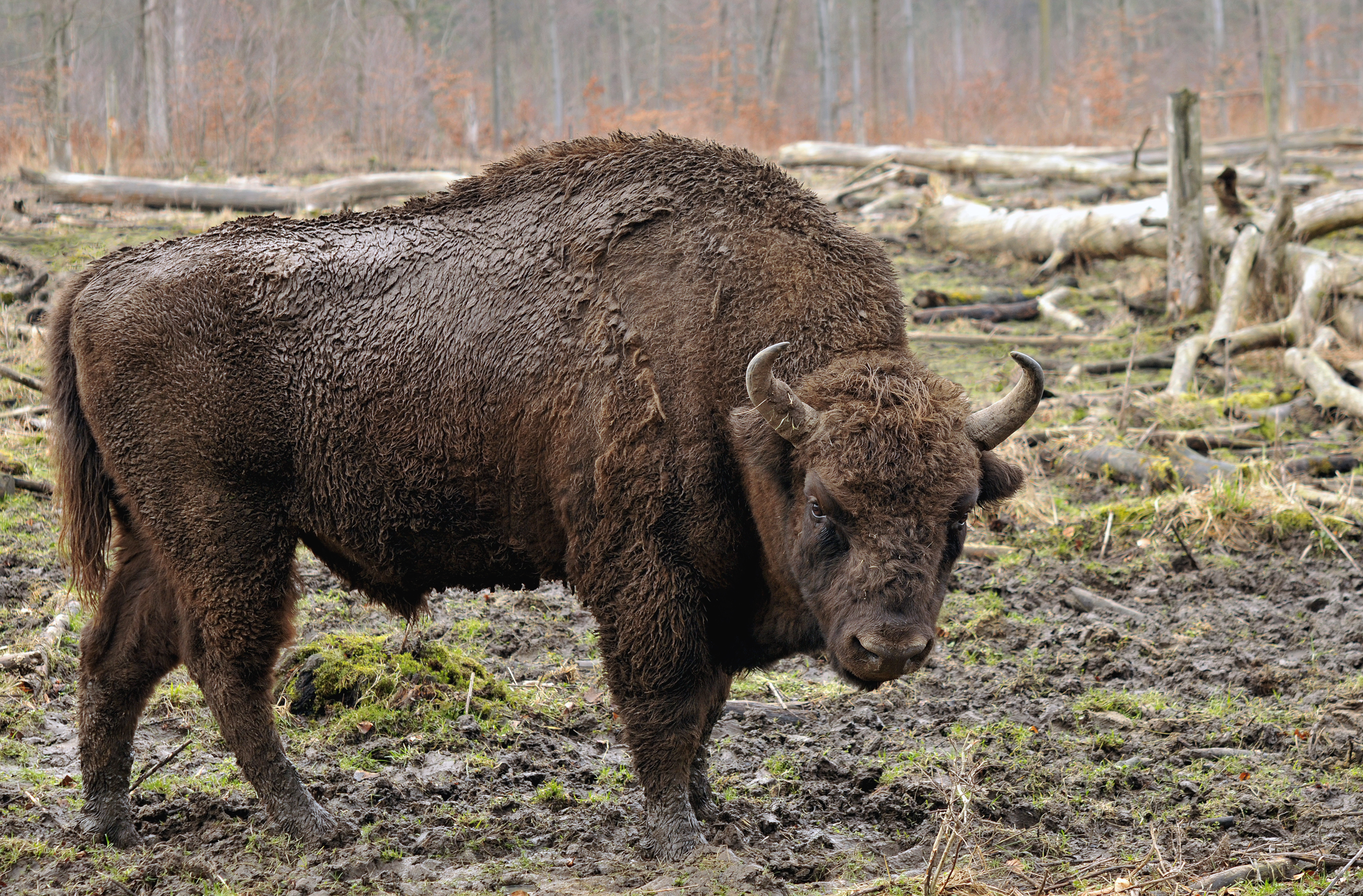 Bison - Wikipedia