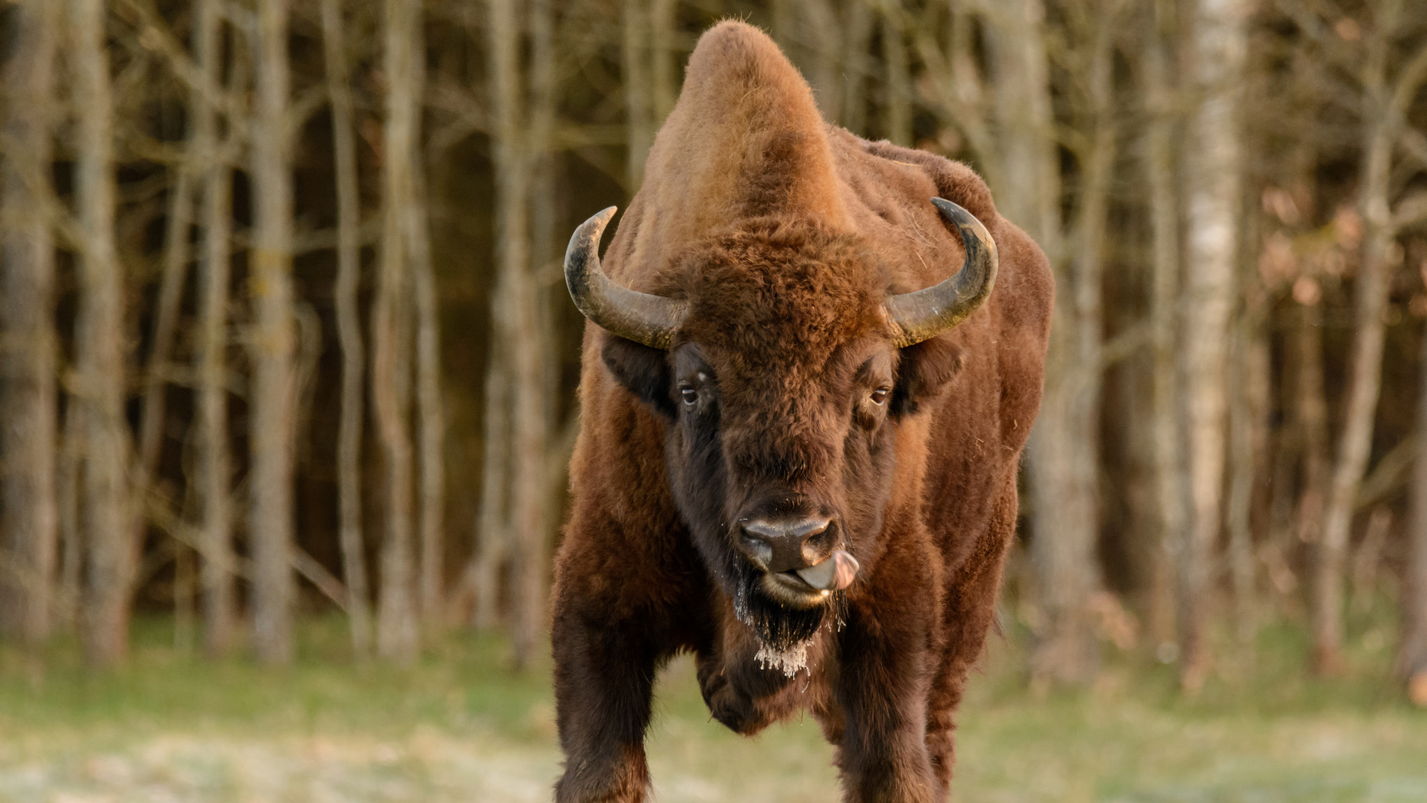 The Remarkable Story of How the Bison Returned to Europe – Cool ...