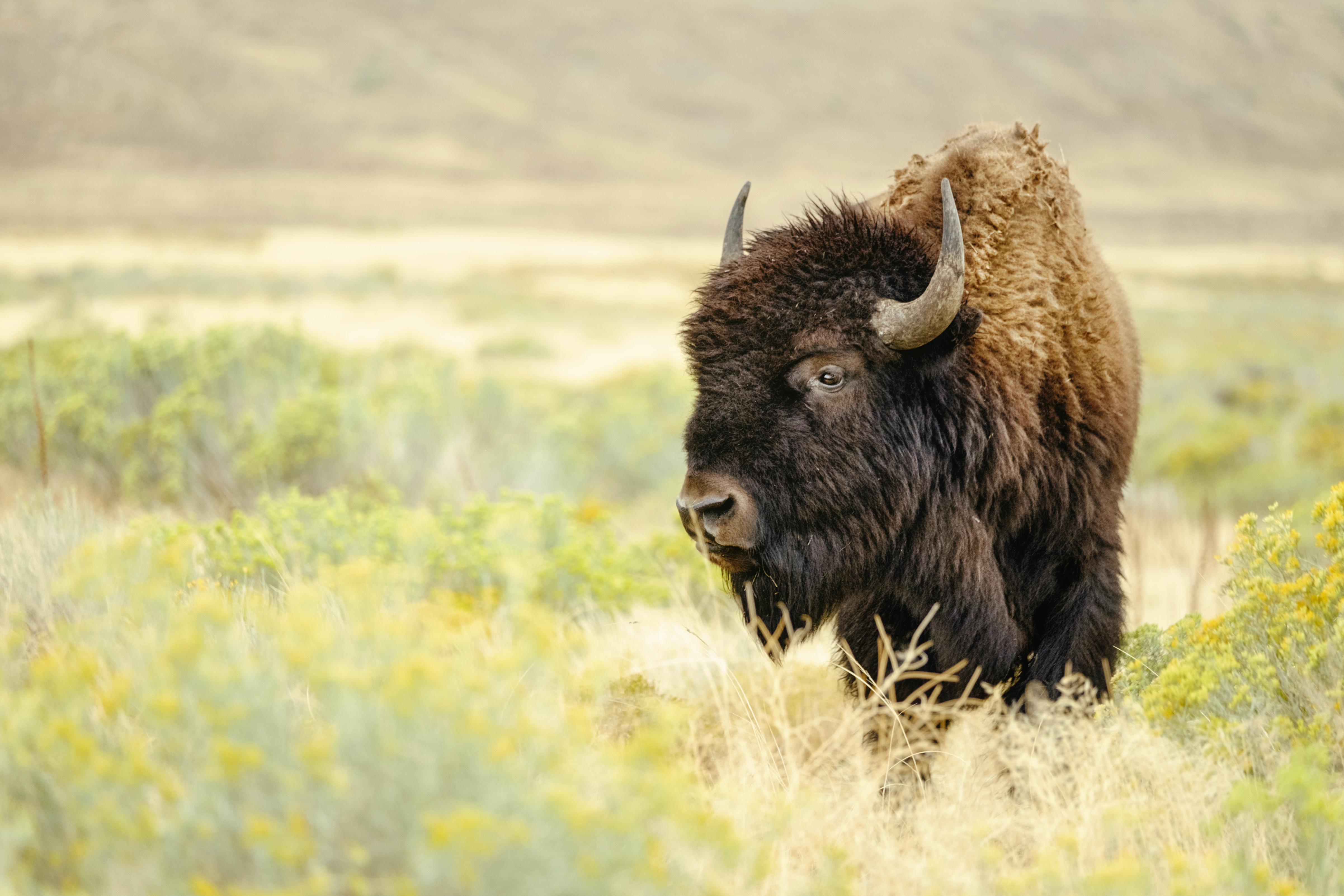 Bringing Back the Bison – National Geographic Blog