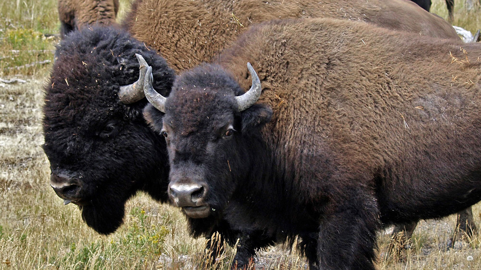 American Buffalo: Spirit of a Nation | About | Nature | PBS