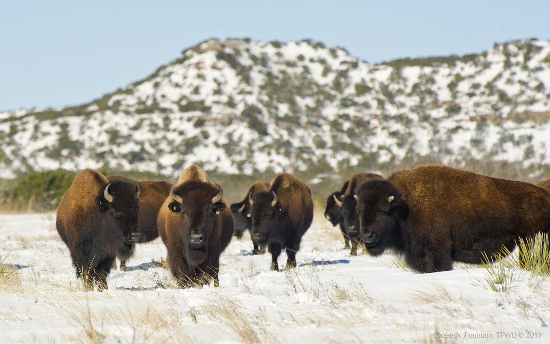 Female leadership nothing new to buffalo | PolitiFact Texas