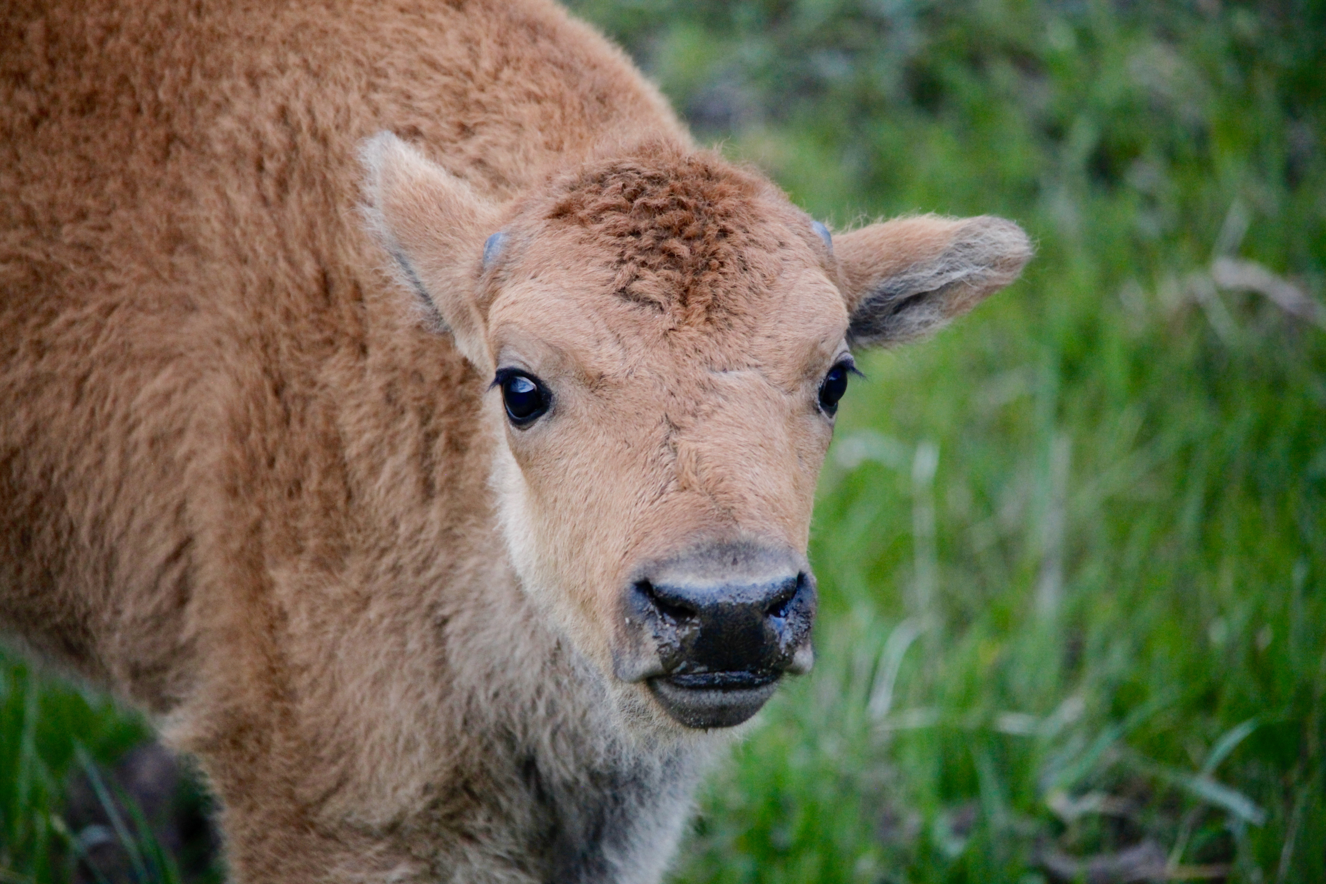 The Life and Death of a Bison Calf – Sierra Joy