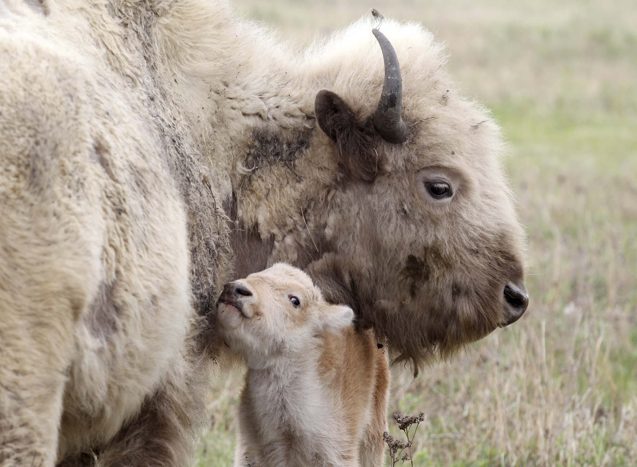 Birth of rare calf a blessing for Dakota - Winnipeg Free Press
