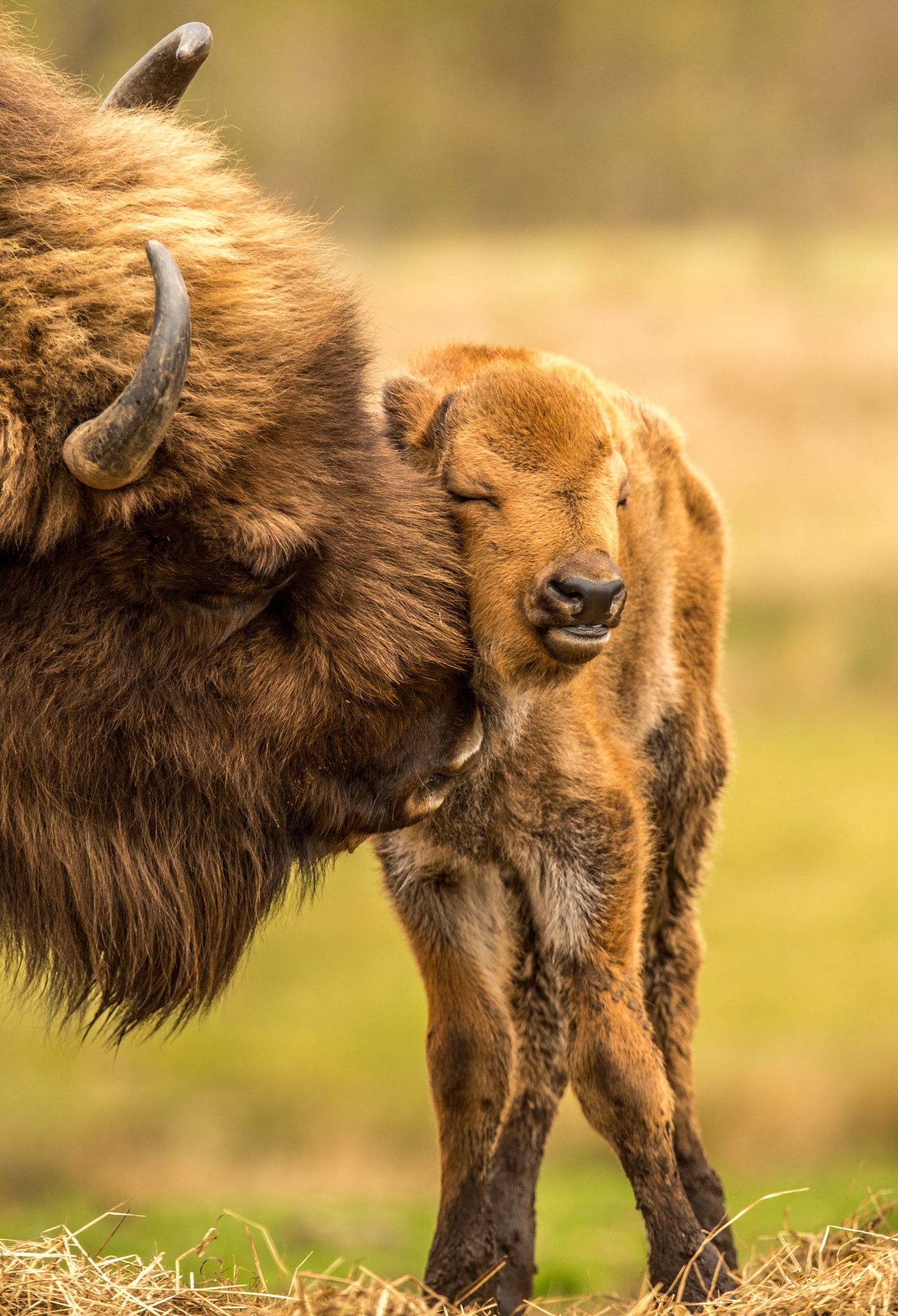 Bison calf groomed :) | by Matthias Boeke on 500px | Pets & Animals ...