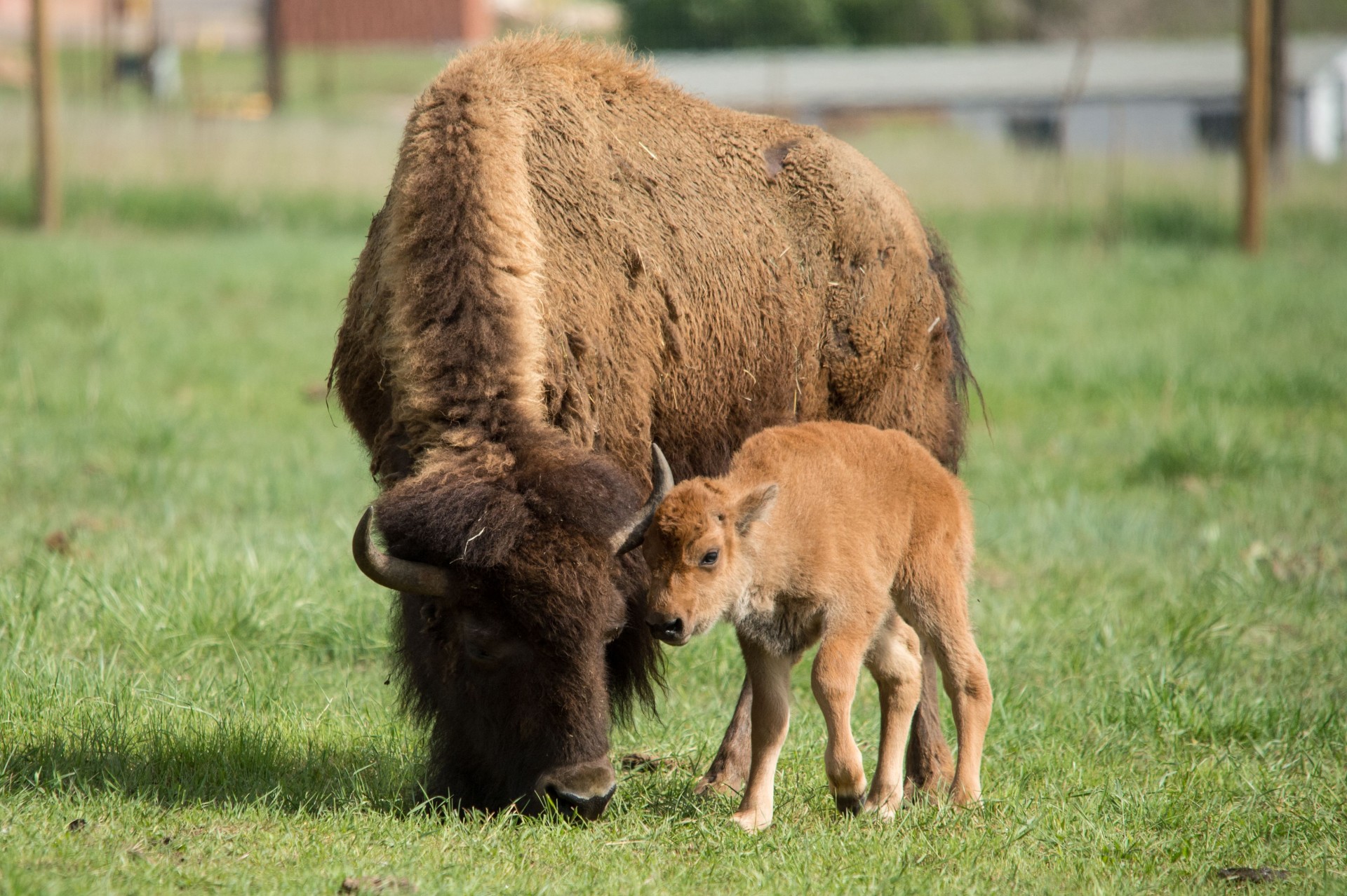It's a boy: Bison delivers healthy bull calf | SOURCE | Colorado ...