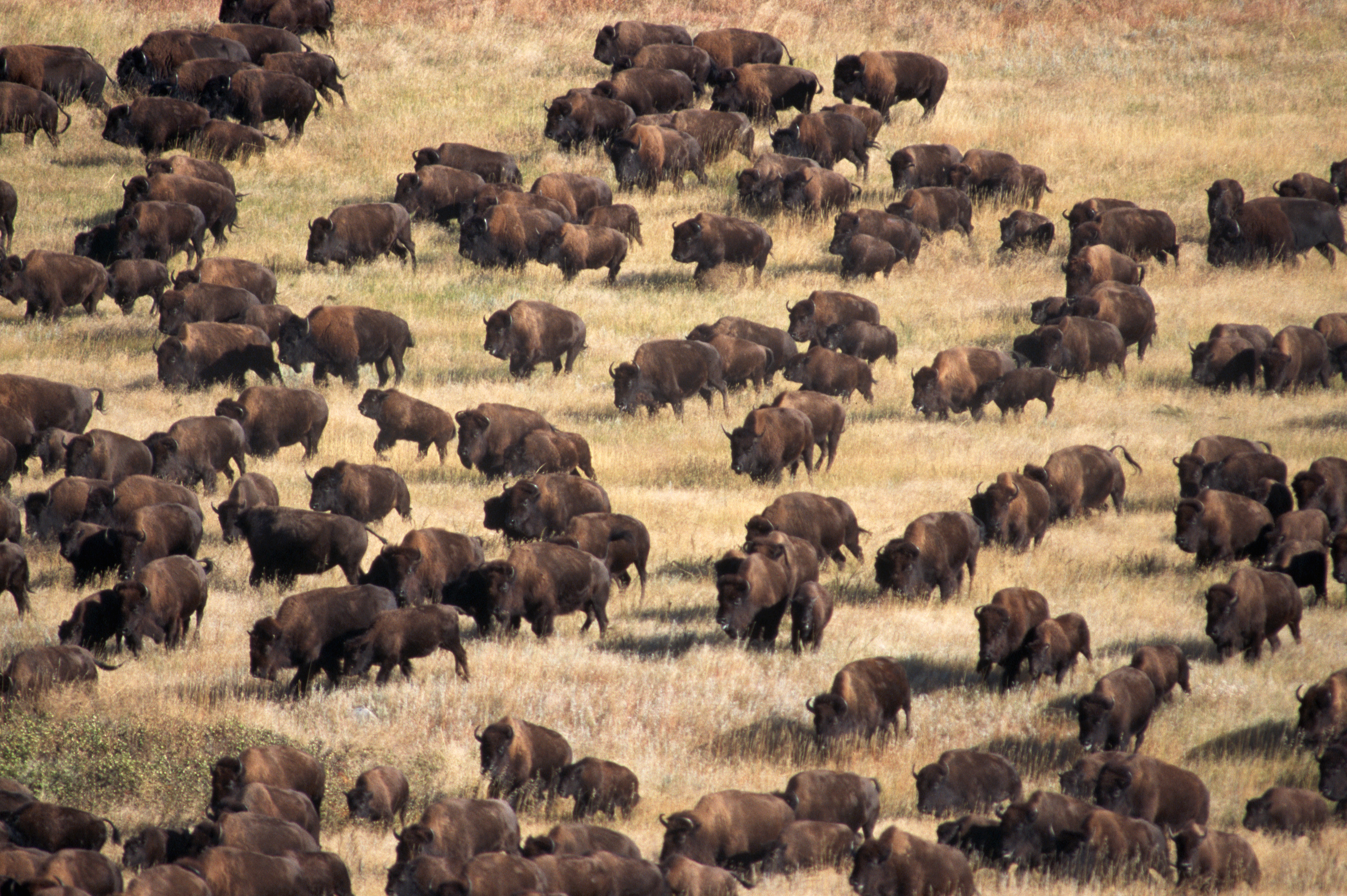 bison-herd - South Dakota Pictures - South Dakota - HISTORY.com