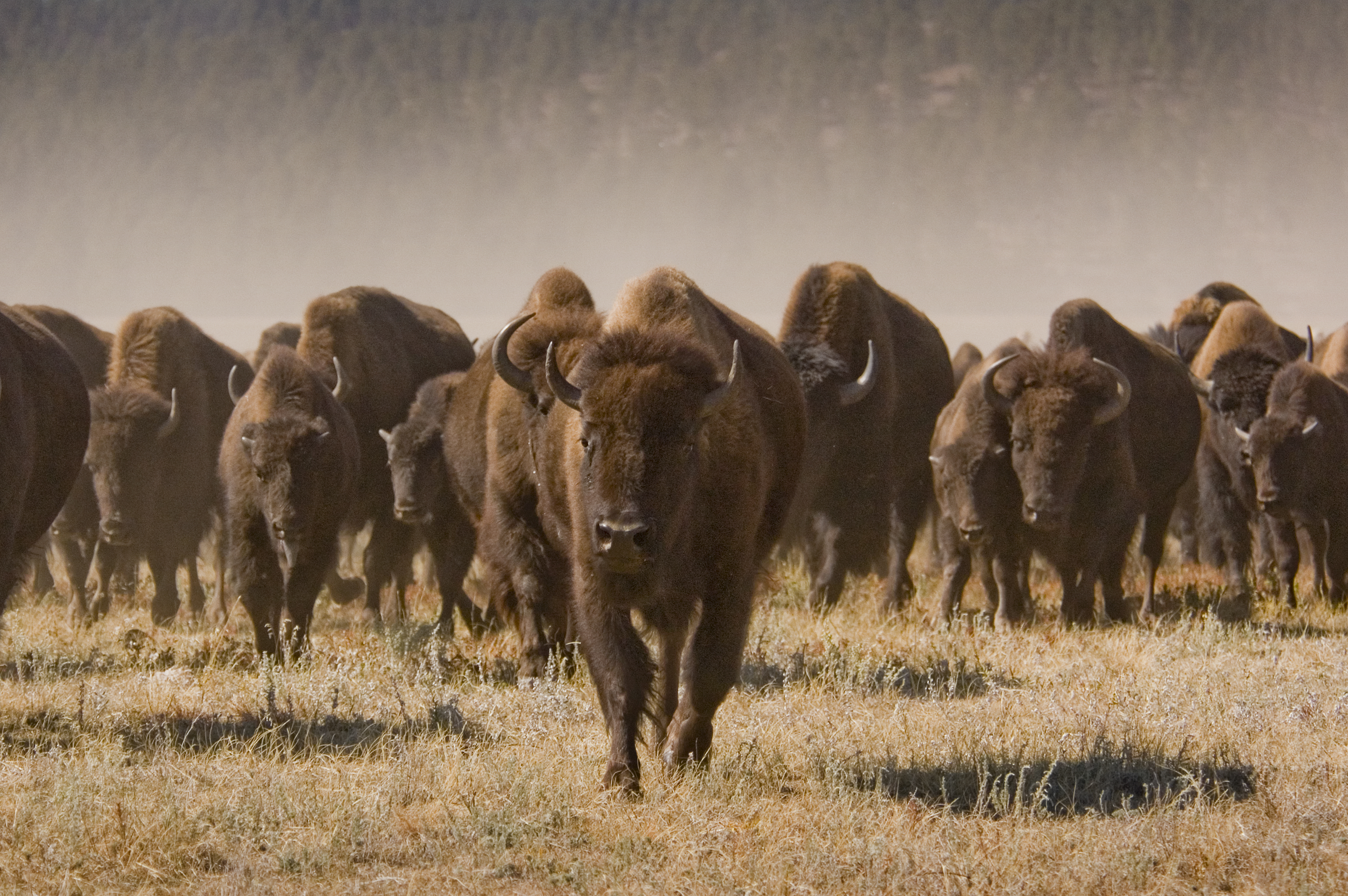 Толпа бизонов. Buffalo Herd. Стадо бизонов. Стадо животных. Стадо зубров.