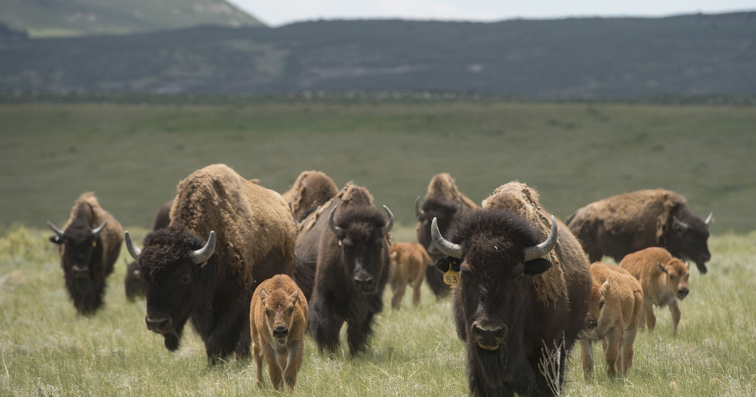 Northern Colorado genetically pure bison herd has quadrupled in size