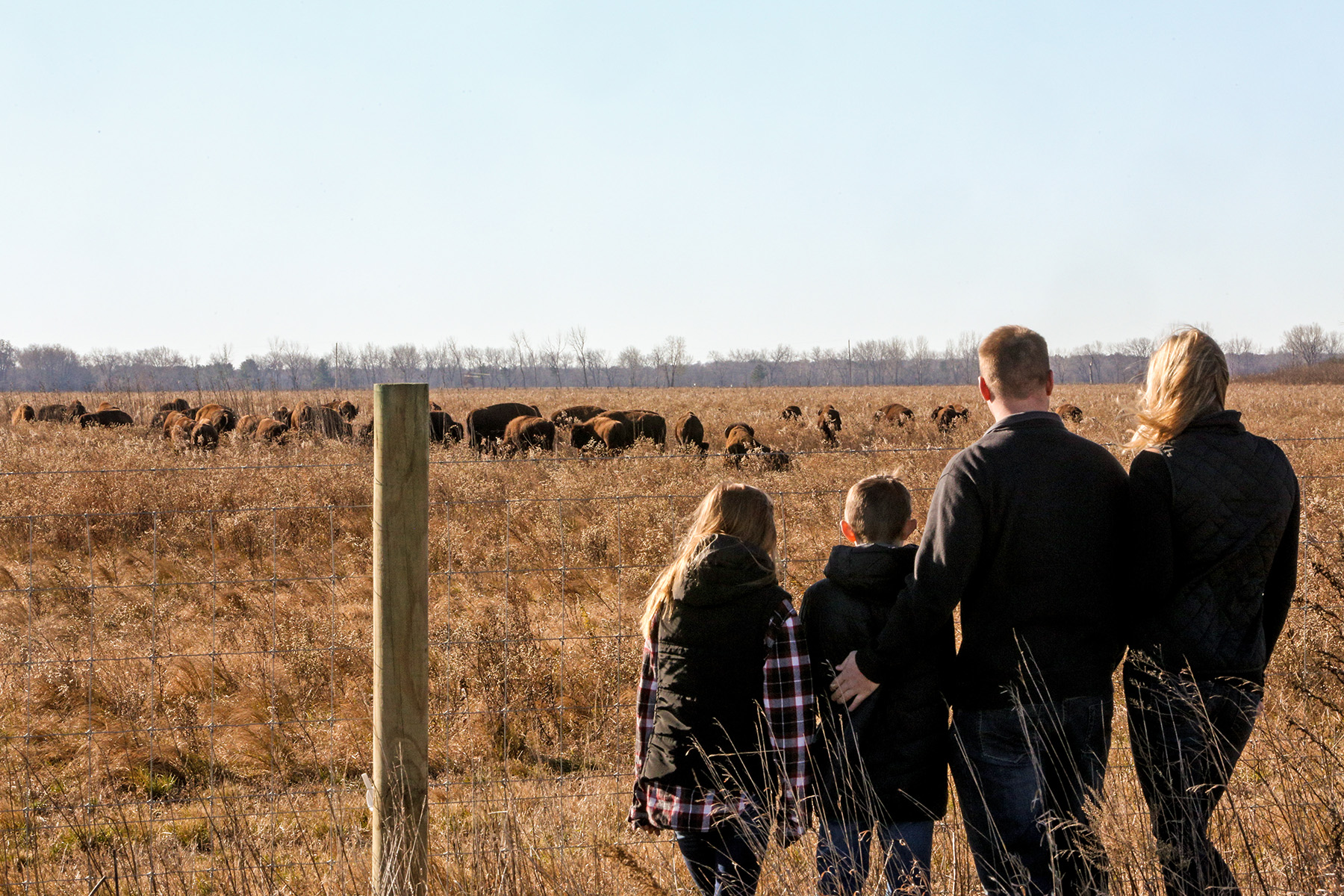 Wild Bison Herd in Northwest Indiana Nearly Doubled in 2017