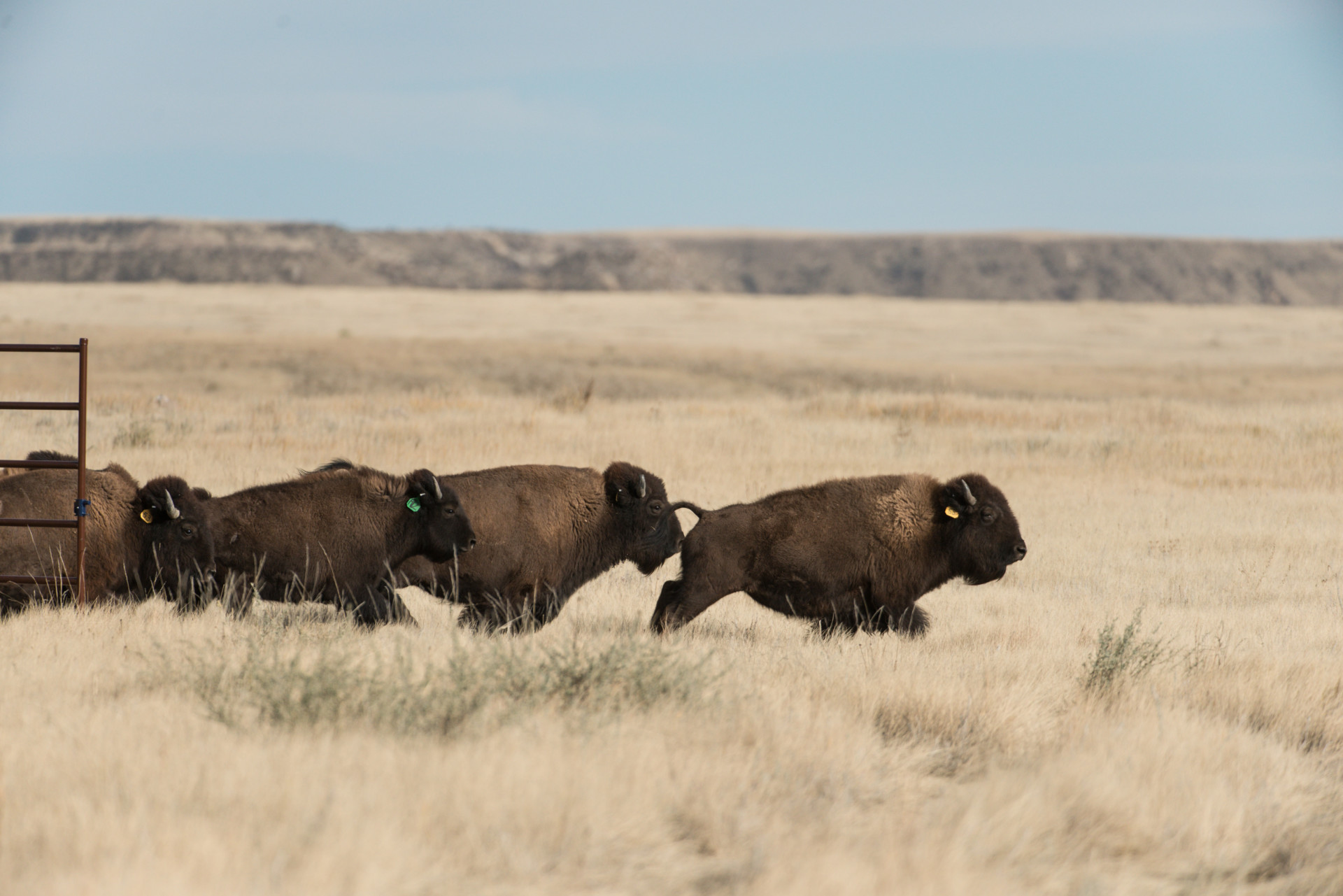 One year later: Bison herd gains hoof-hold and boosts conservation ...