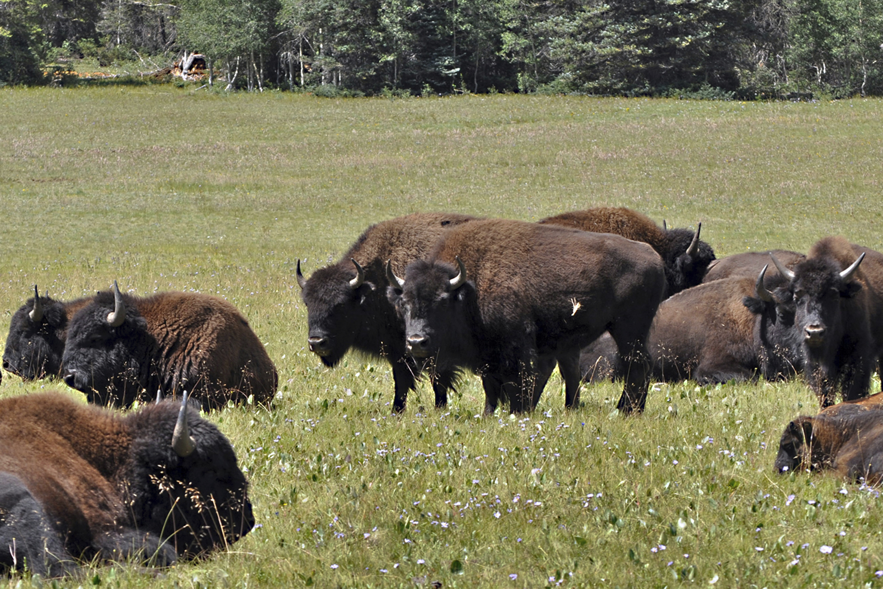 Wanted: Volunteer shooters to thin Grand Canyon bison herd – The ...