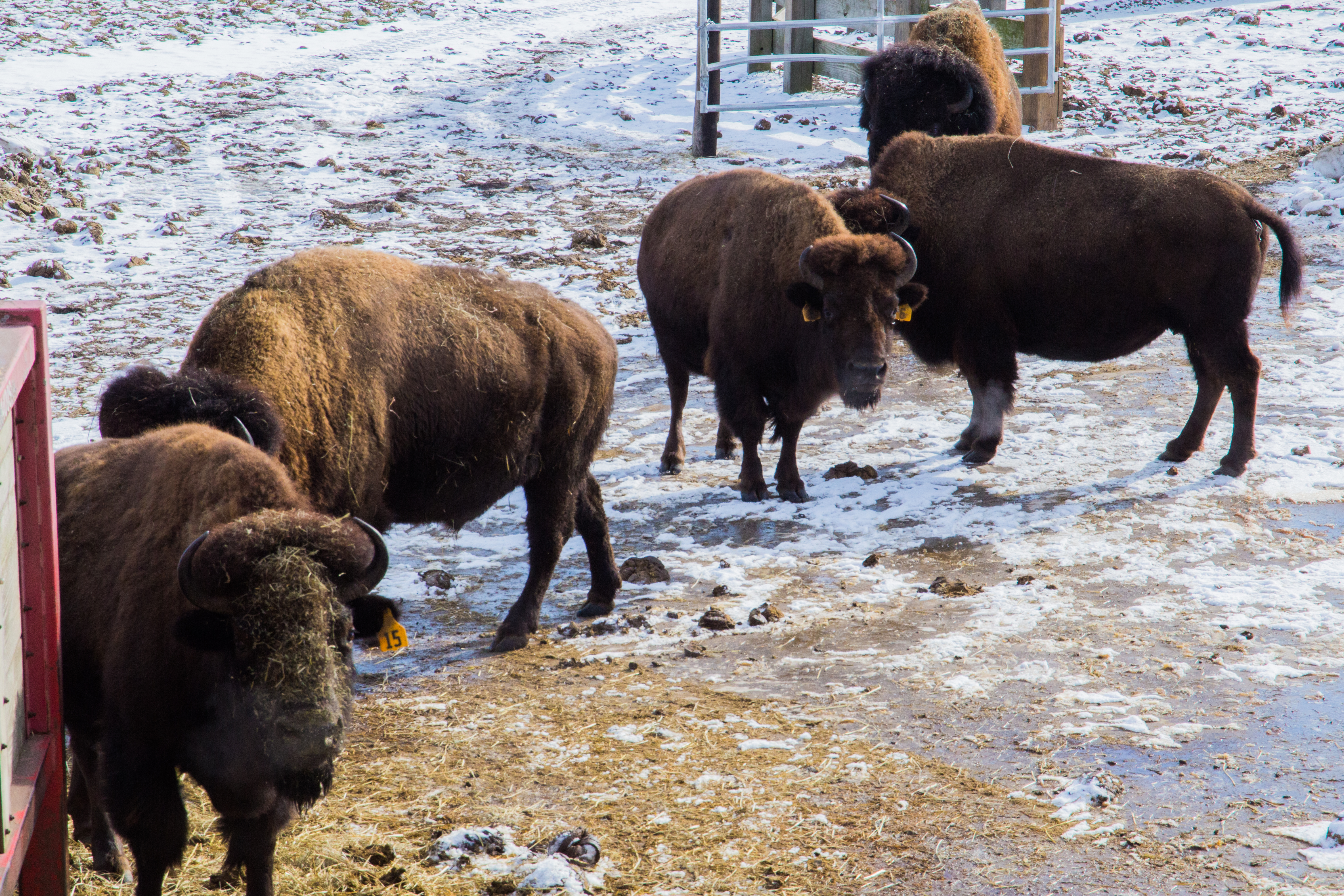 The genetic purity and diversity of the Fermilab bison herd | News
